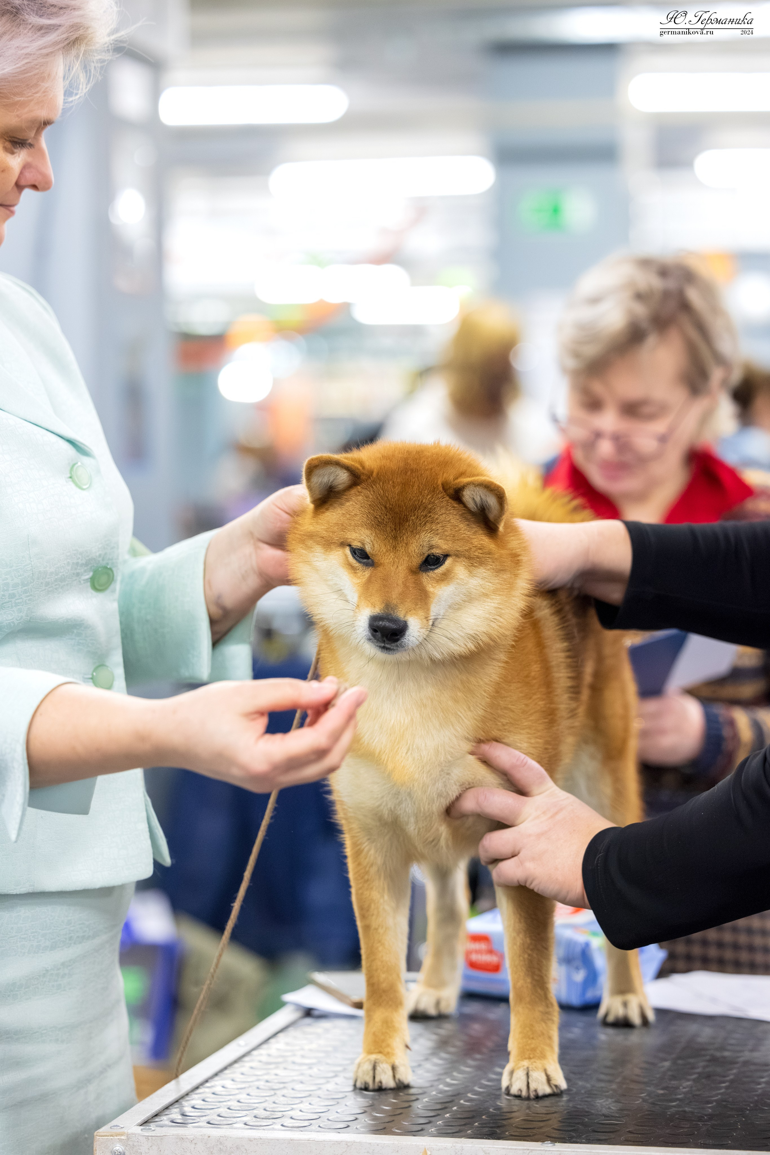 Сфера 08 и 10.03.2024 2хмоно ротвейлеров+2хмоно сао. Фотограф-анималист Юлия Германика