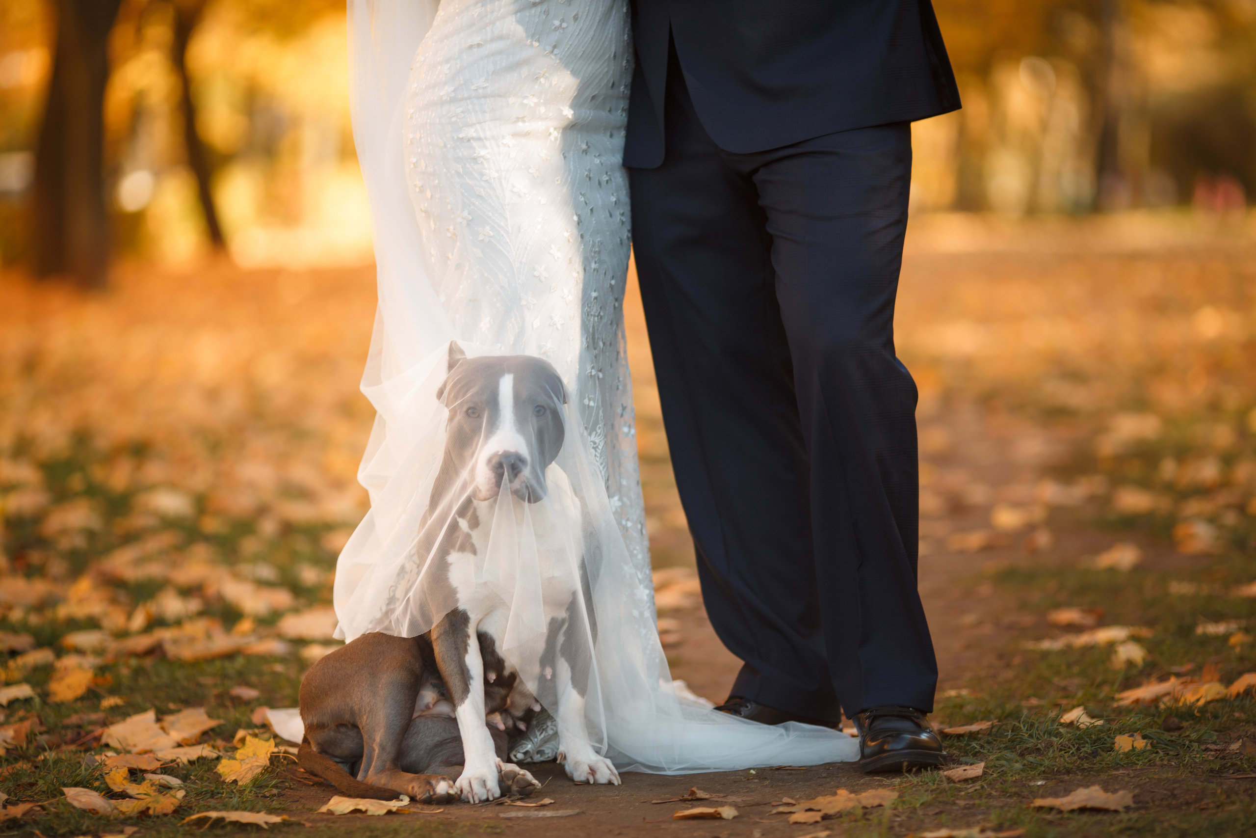 Рената и Артем, ЗАГС г. Королев, ресторан Royal. Свадебный и репортажный фотограф (Москва, Королев и другие)