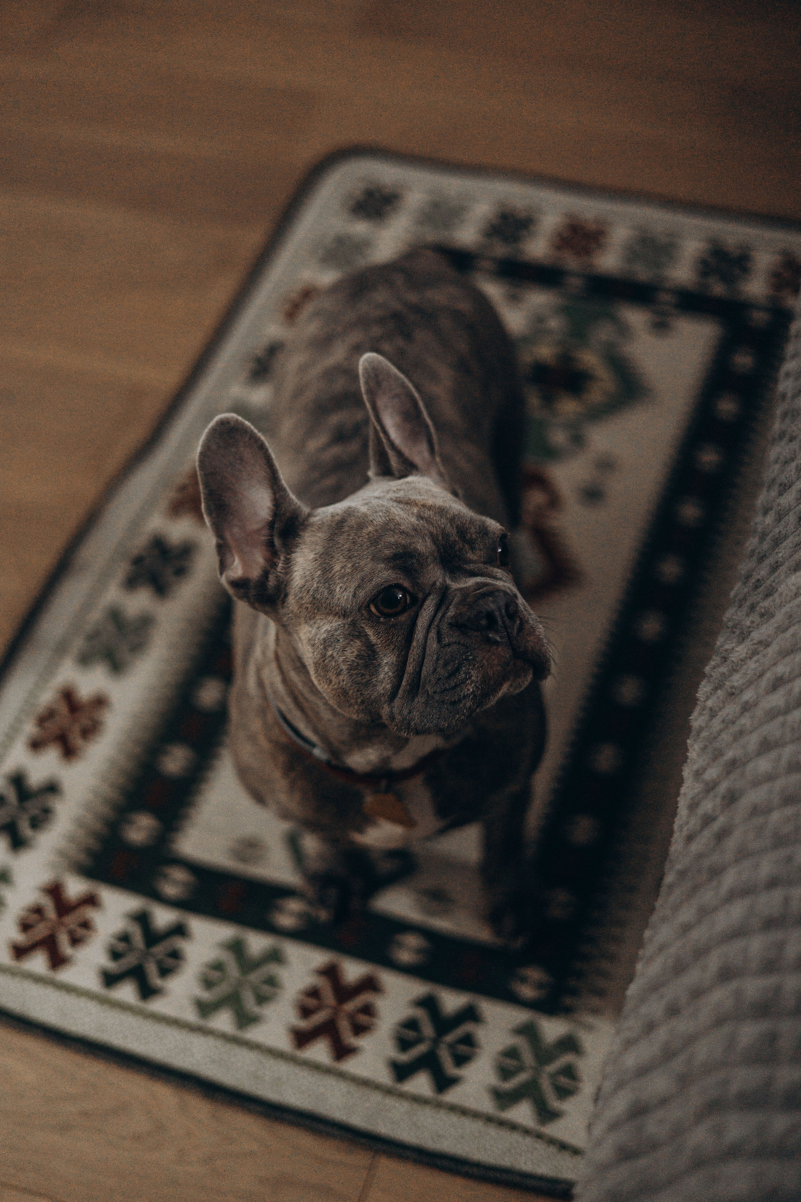 Соня и ее семья. Фотограф — Анималист | Санкт-Петербург