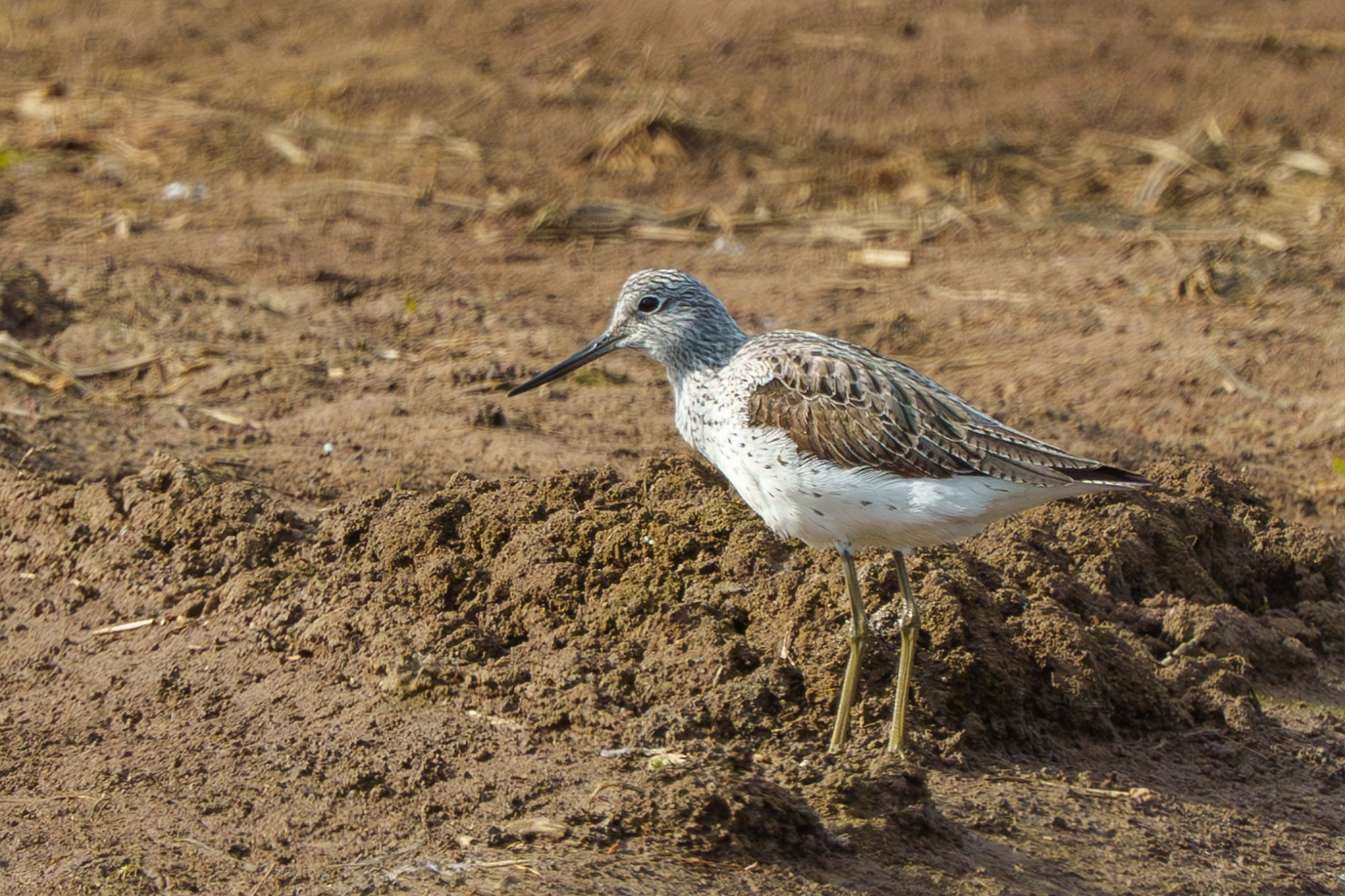 Удивительные мир птиц. Вокруг нас столько прекрасного — присмотритесь!. Ваш личный фотограф Марина Волкова