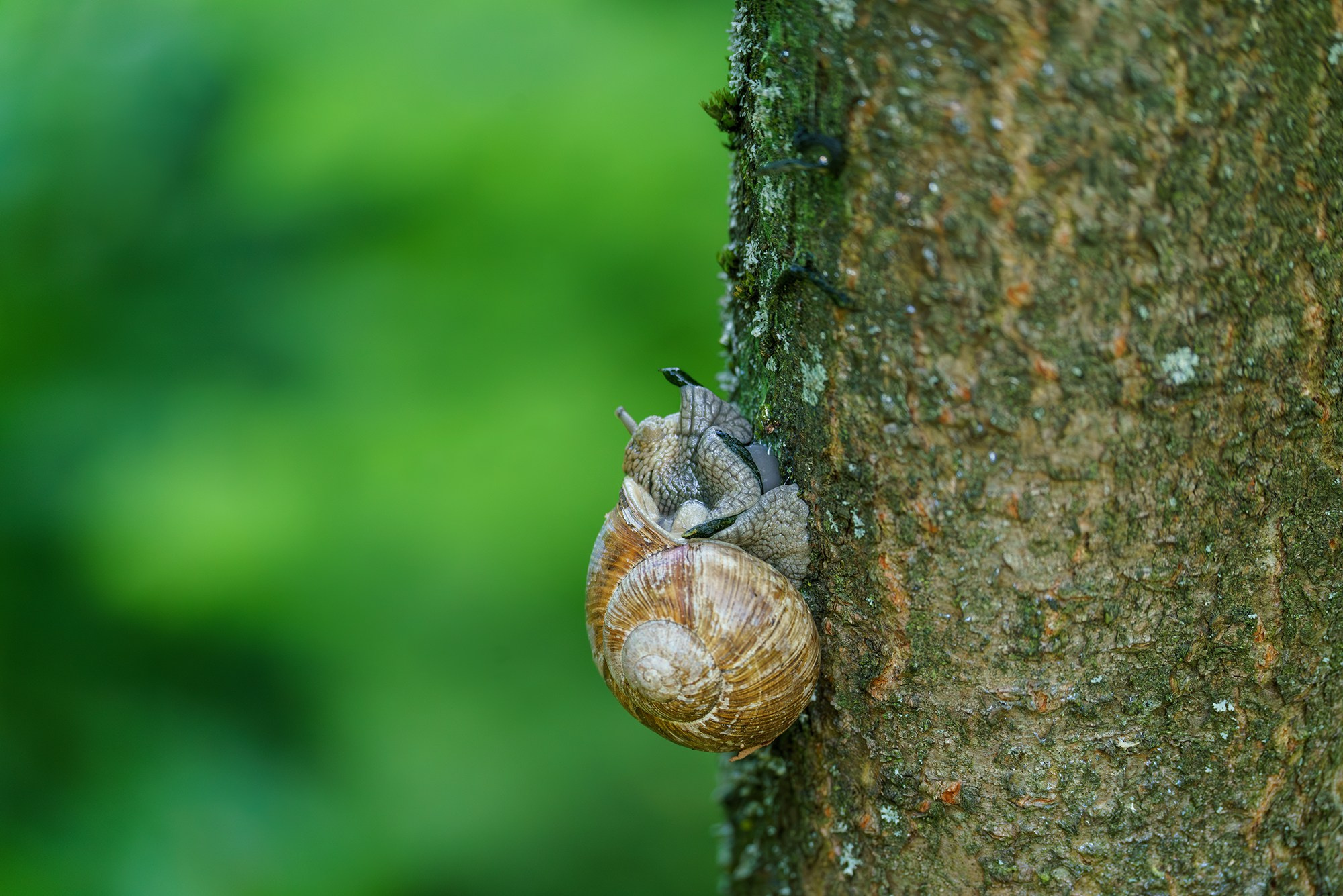 Макросъёмка. Ваш личный фотограф Марина Волкова
