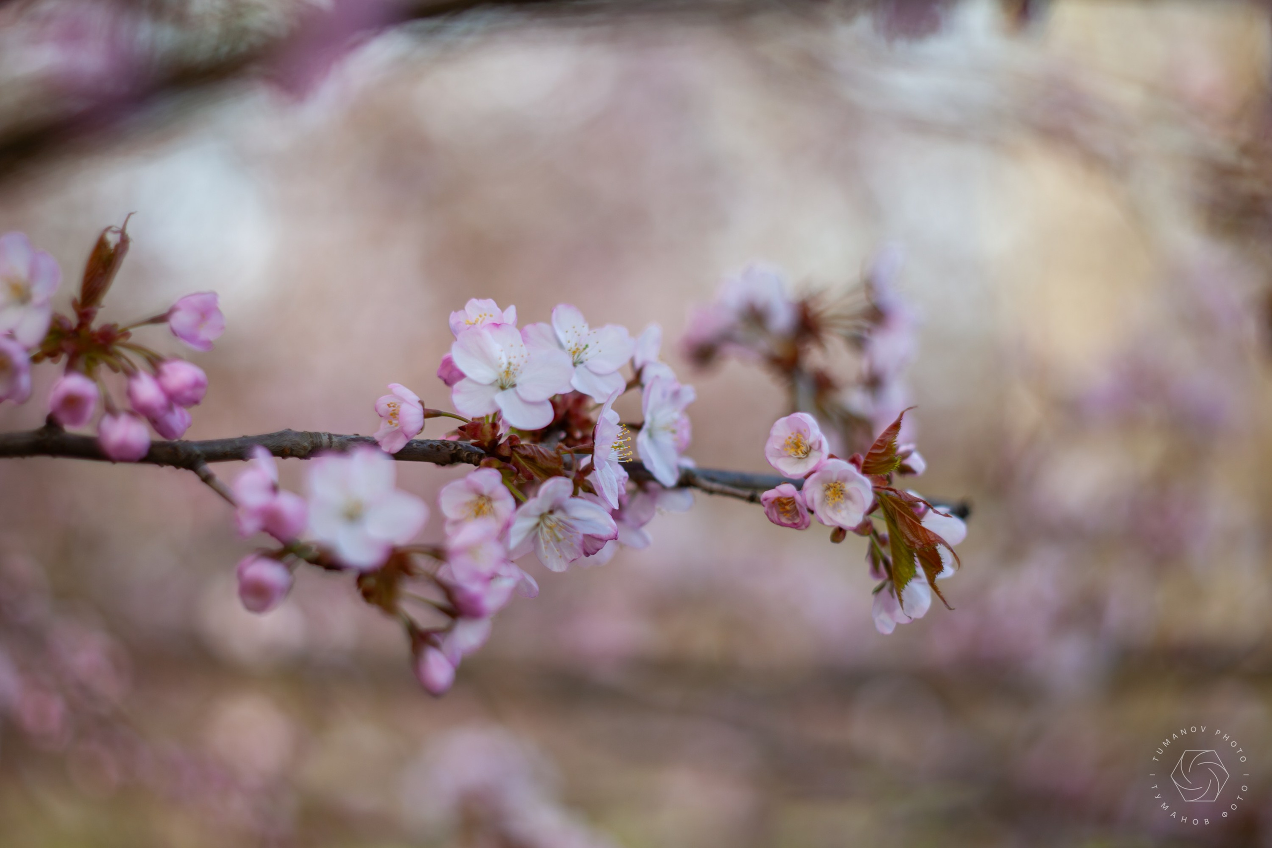 Первые дни ханами в Японском саду, который находится в Ботаническом саду им. Н. В. Цицина. Туманов Виталий — фотограф Москва