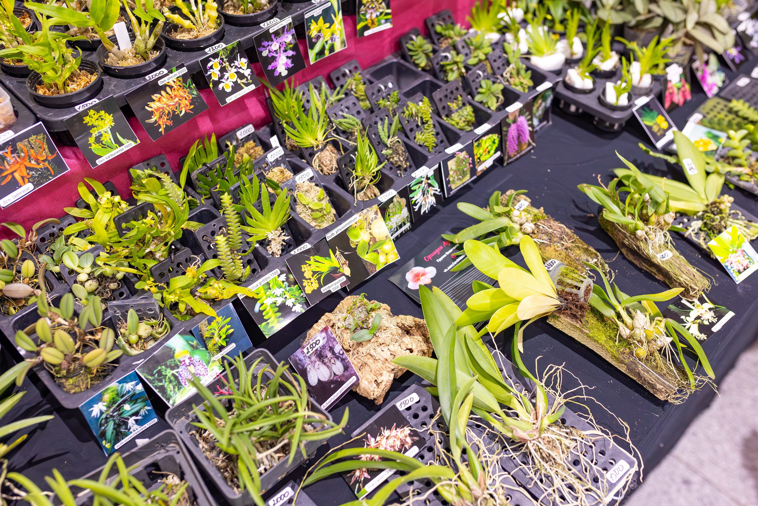 Орхидиум сентябрь 2025. Александра Куликова фотограф, Москва