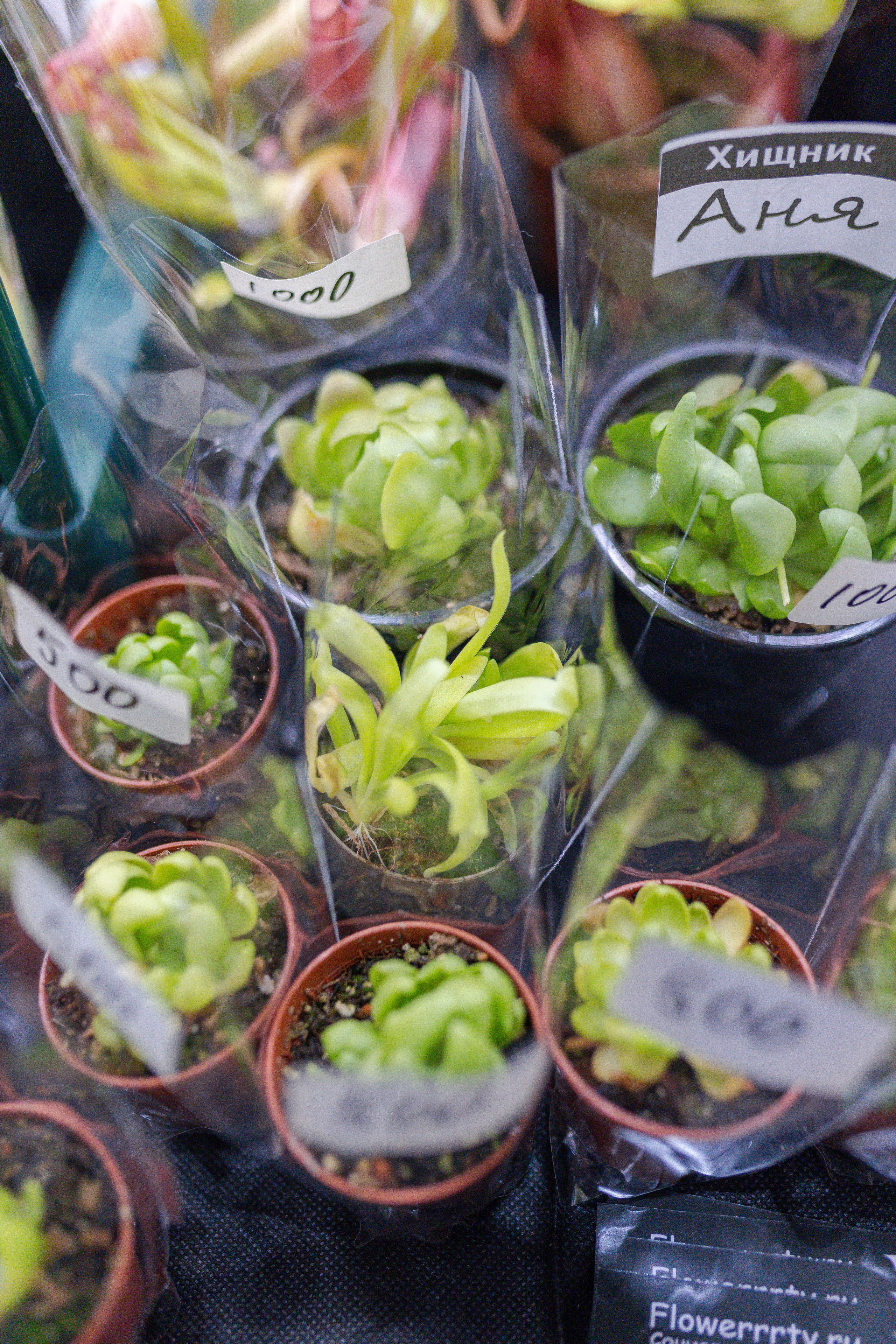 Орхидиум 12.2025. Александра Куликова фотограф, Москва