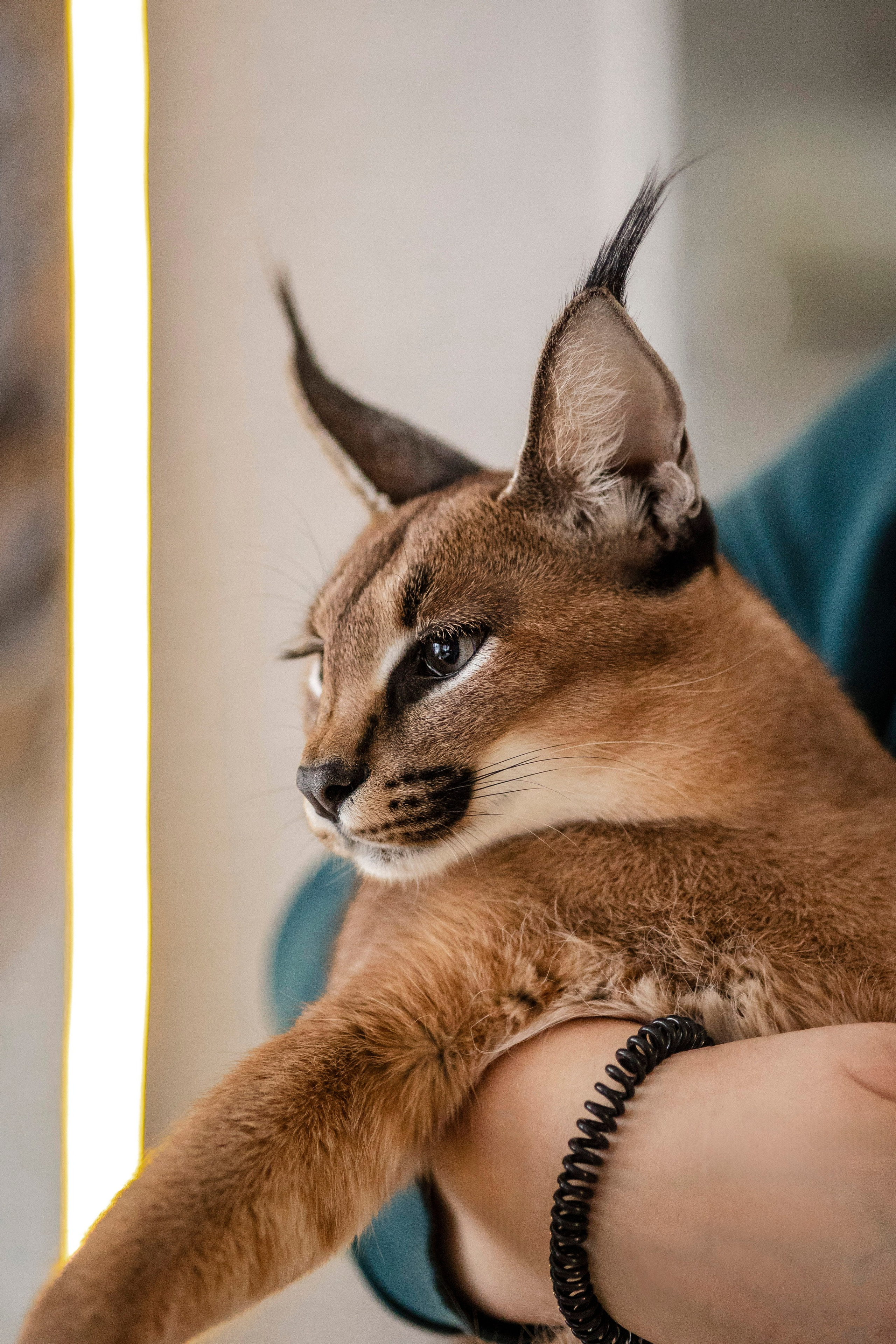 Съемка с лисами. Анастасия Белаш