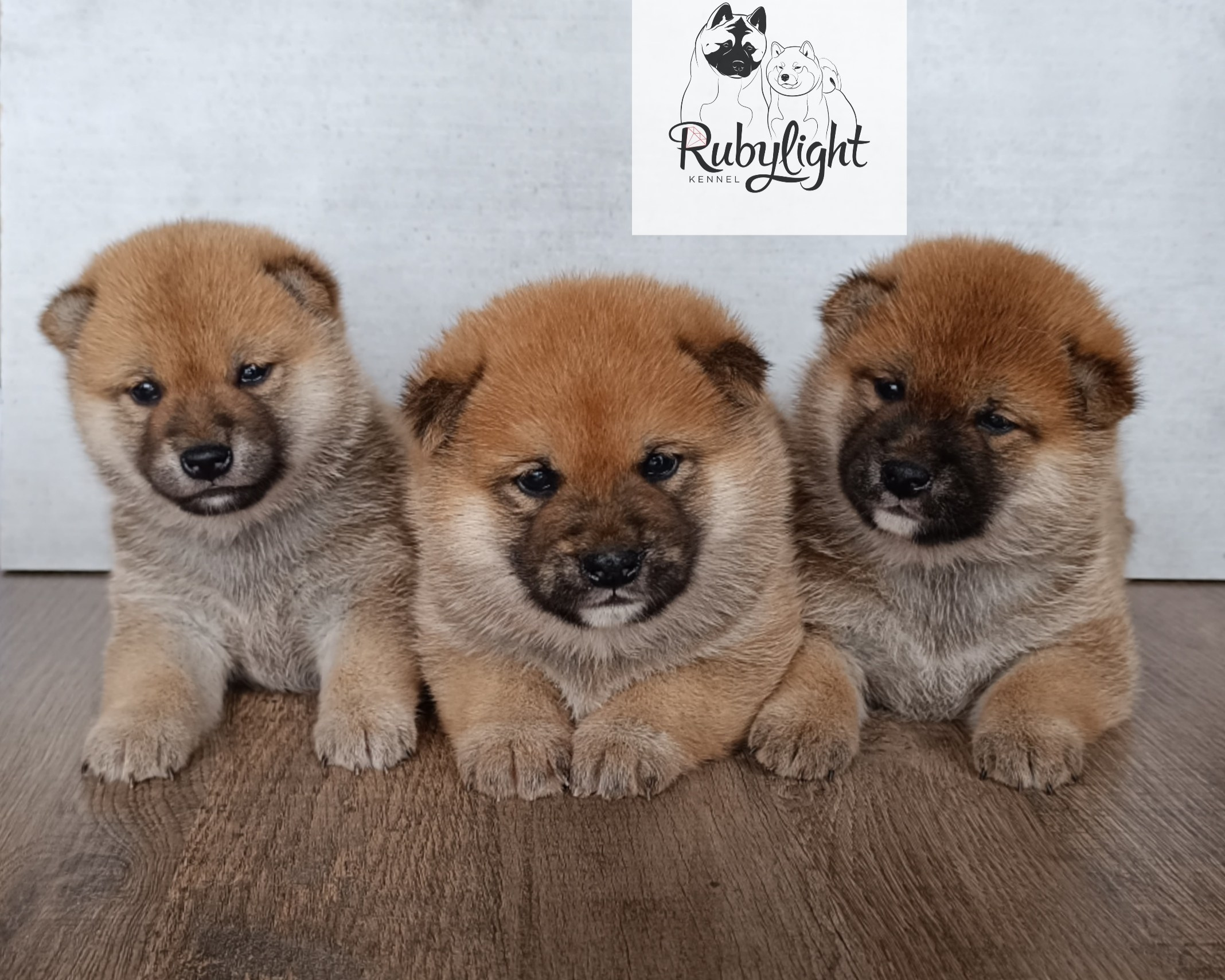 Сиба Помёт Е питомник Рубилайт