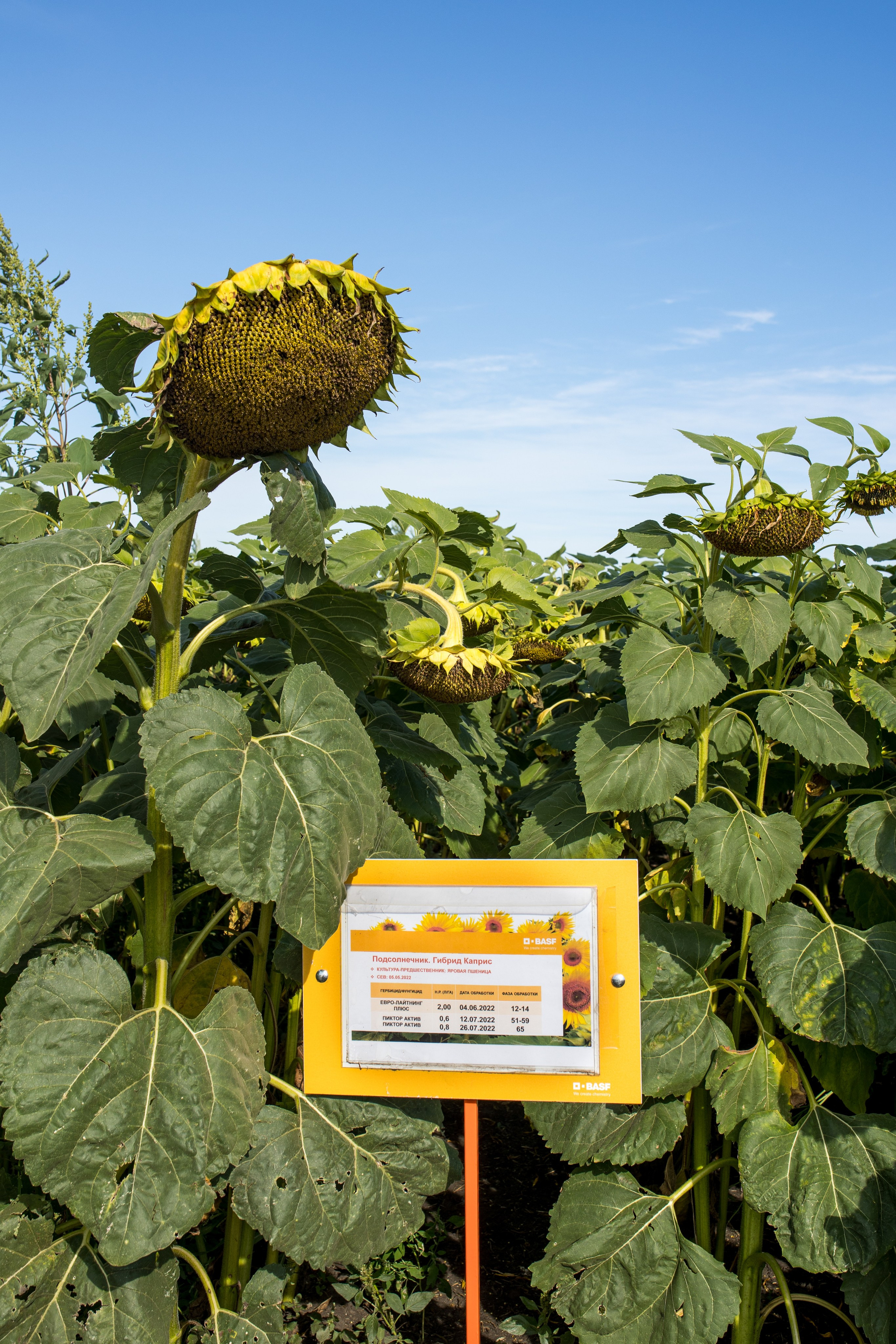 Решения для сельского хозяйства BASF 16.08.2022. Владислав Волков | Фотография и видеосъемка в Воронеже