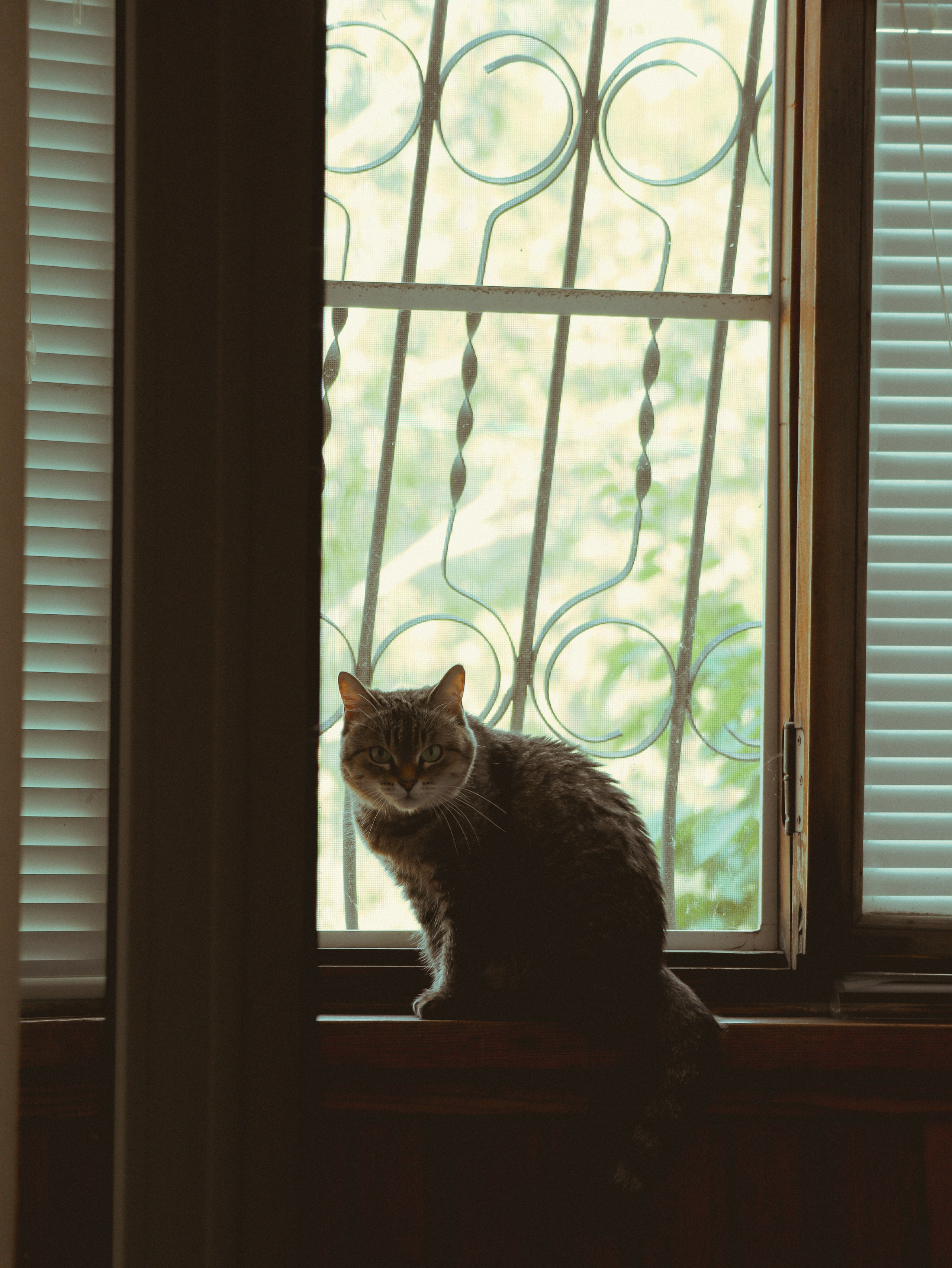 Питомцы. Кинематографичный фотограф, видеограф Лина Плешакова, Санкт-Петербург