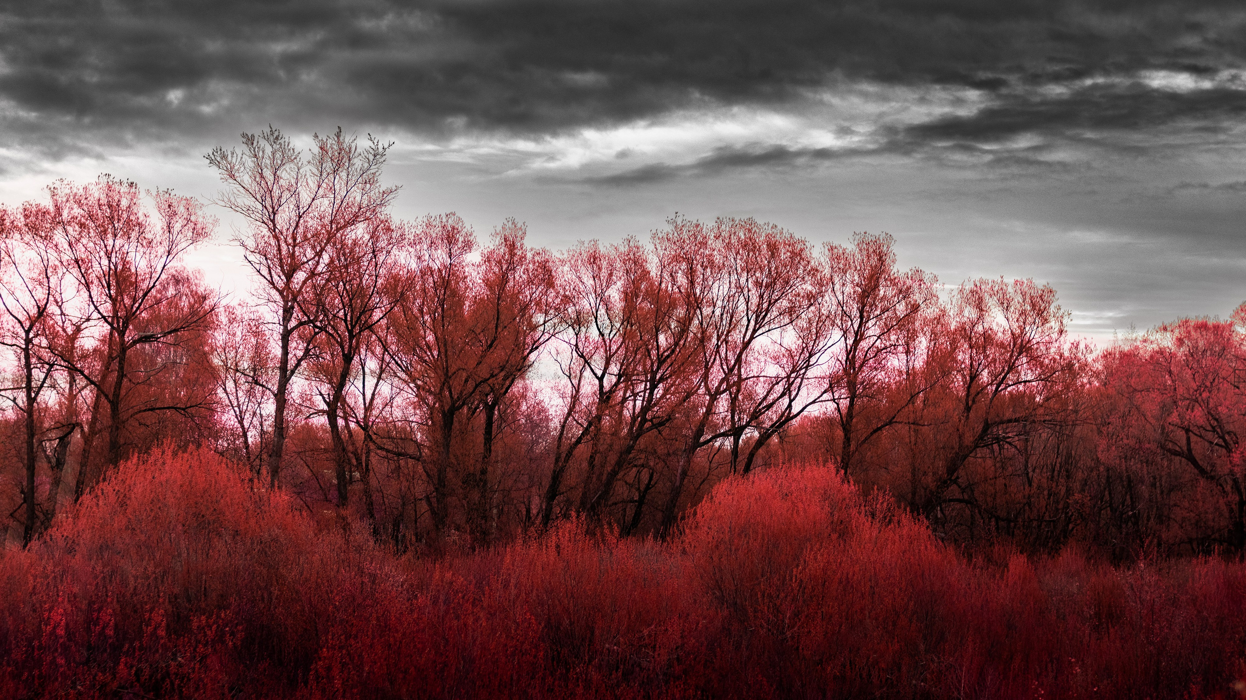 Попкова Виктория, фотограф, пейзаж, ночь, vphoto, звезды, небо, космос, фотокартины, природа, фотография, искустсство