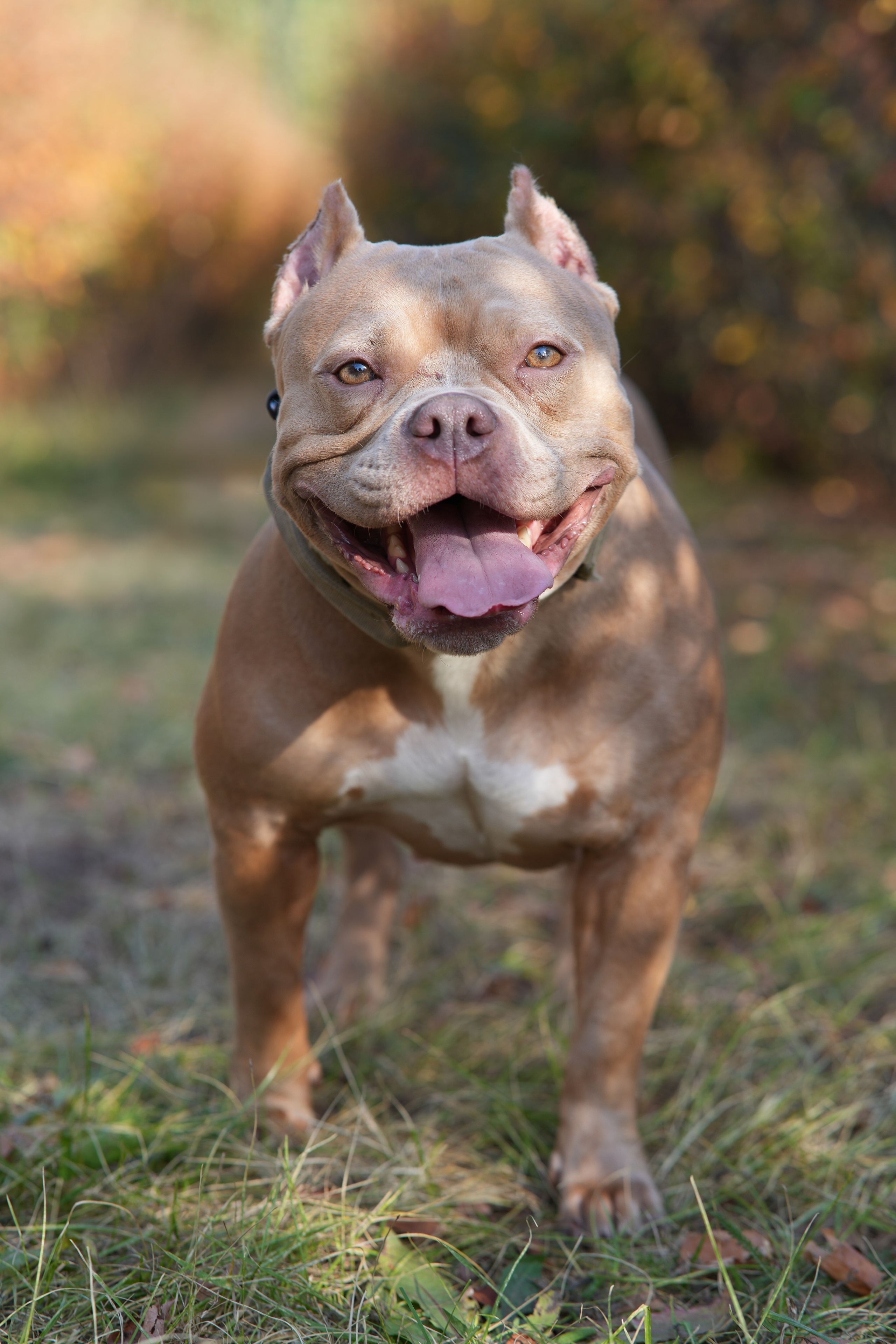 АмБулли Адель. Фотограф-анималист Асадова