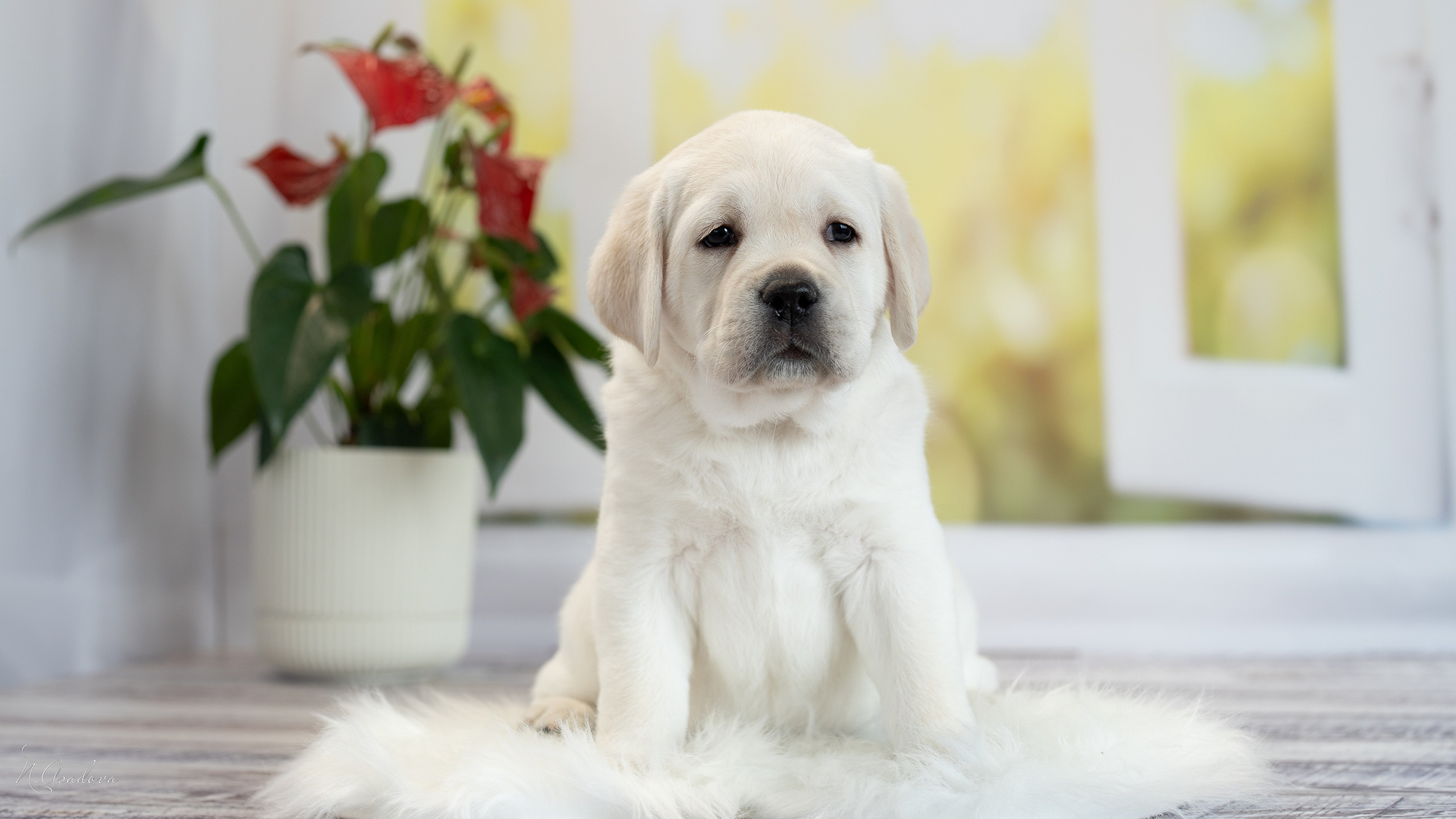 Лабрадоры Помет Ч. Фотограф-анималист Асадова