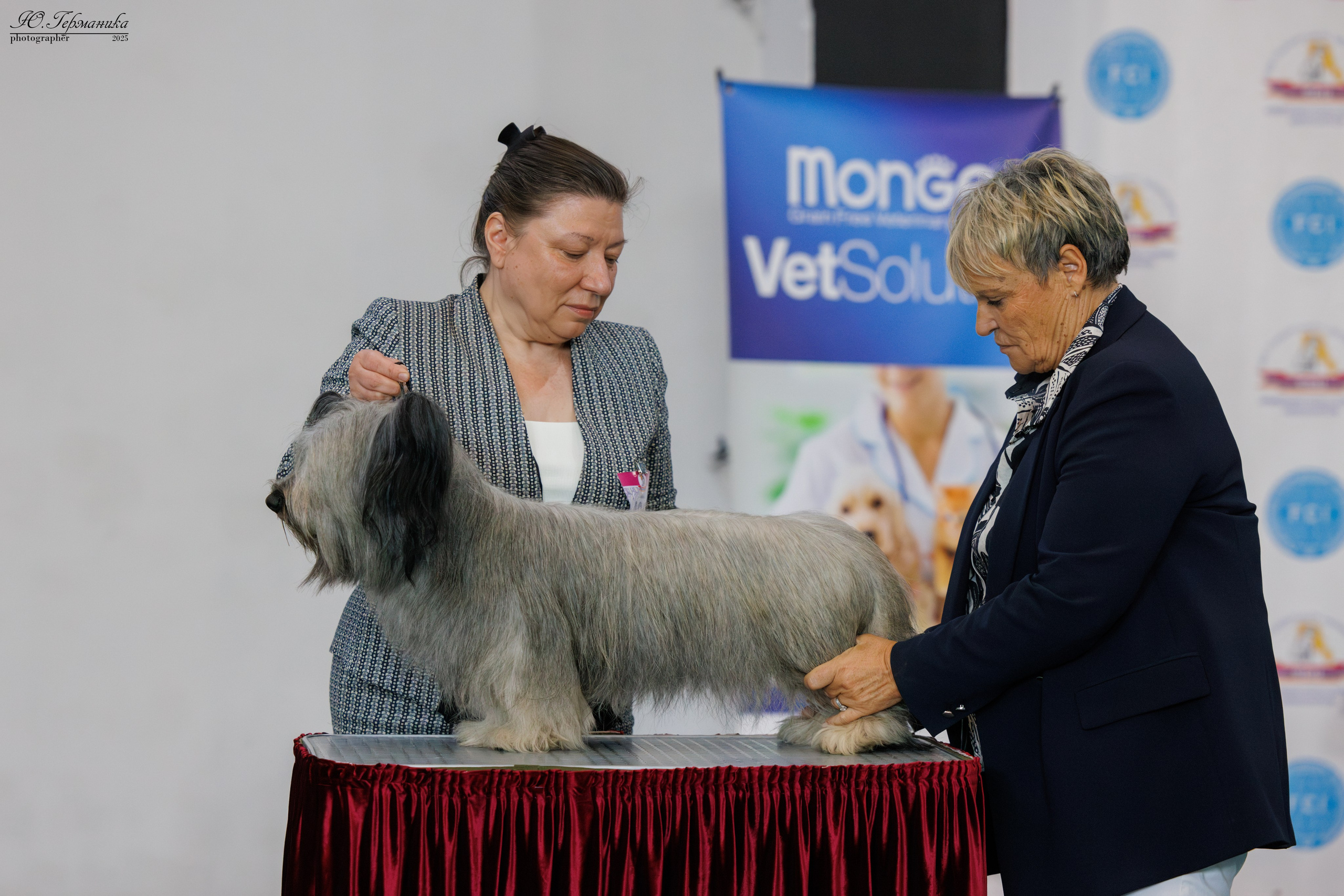 Ереван 2х CACIB 29-30.04.2025. Фотограф-анималист Юлия Германика