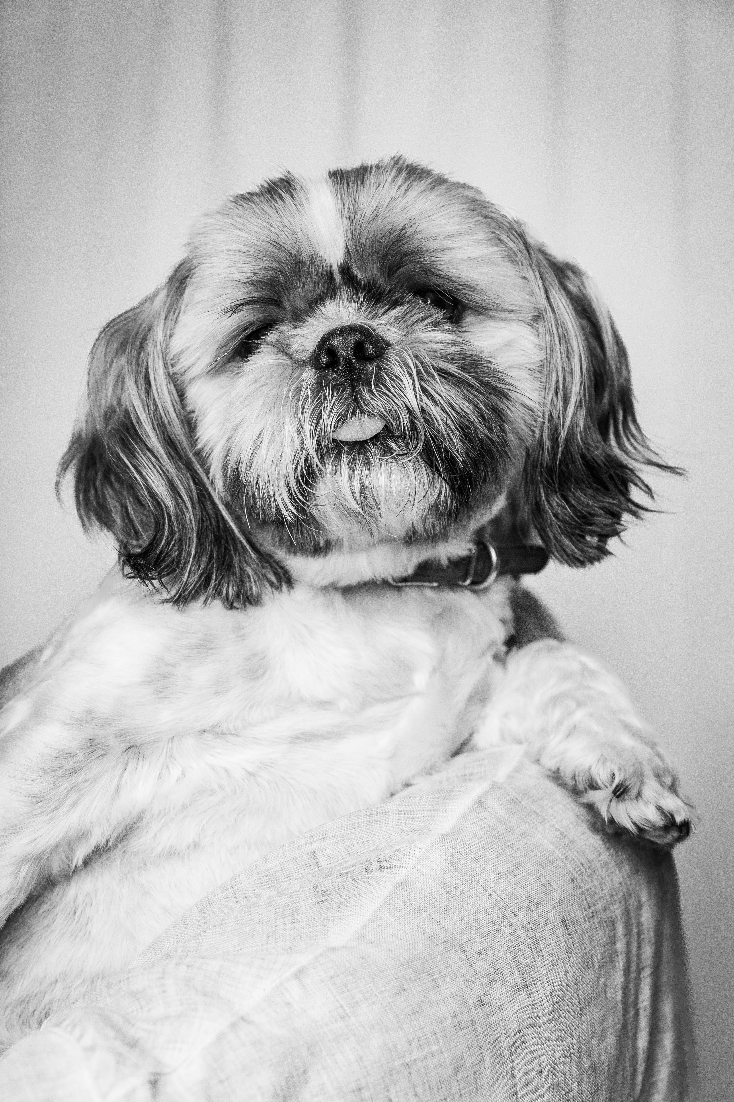 Ира Гриша и Миша. Фотограф-АниМалист Анна Абрамова