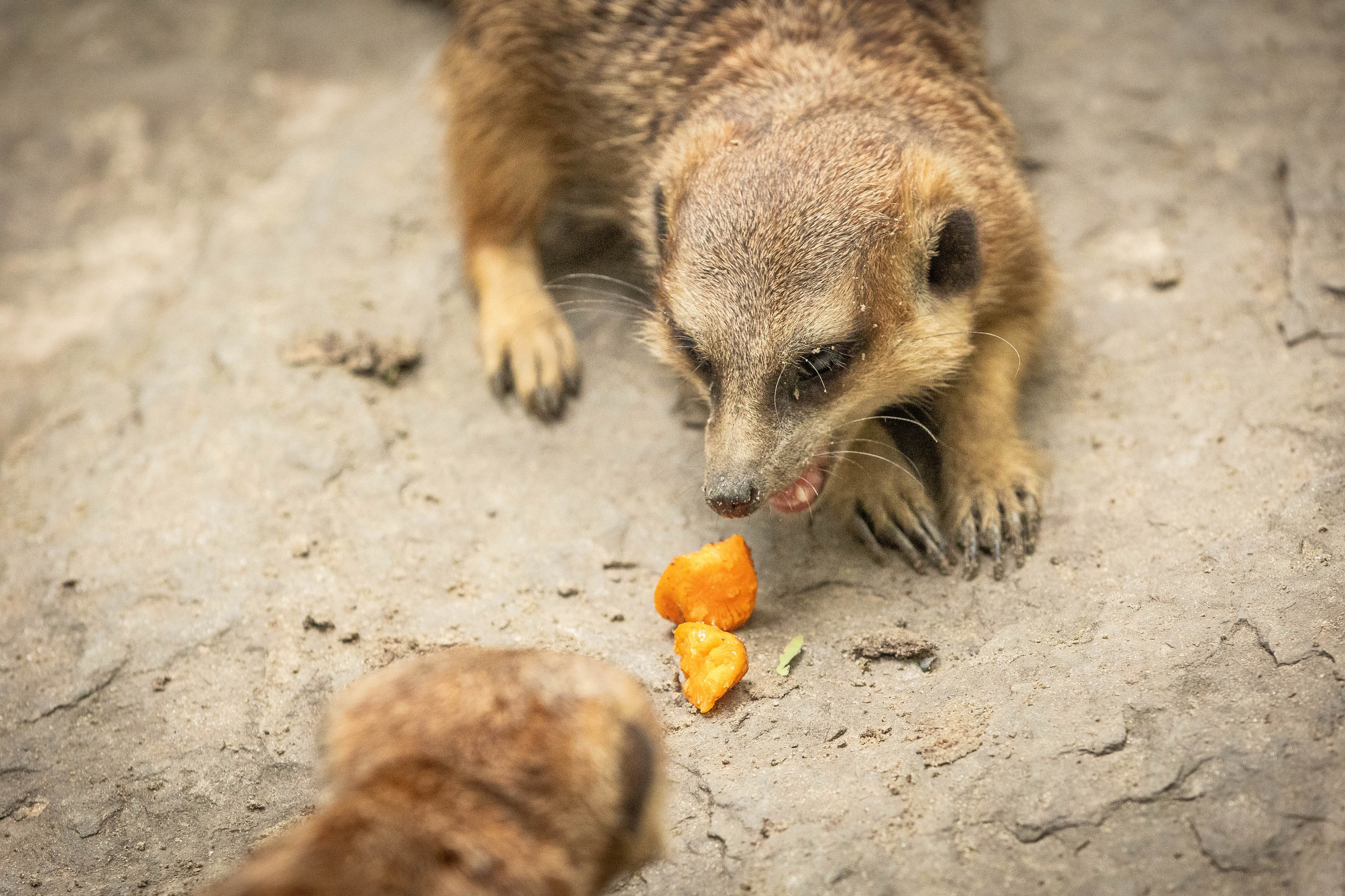 Зоопарк Малинки. Фотограф-АниМалист Анна Абрамова