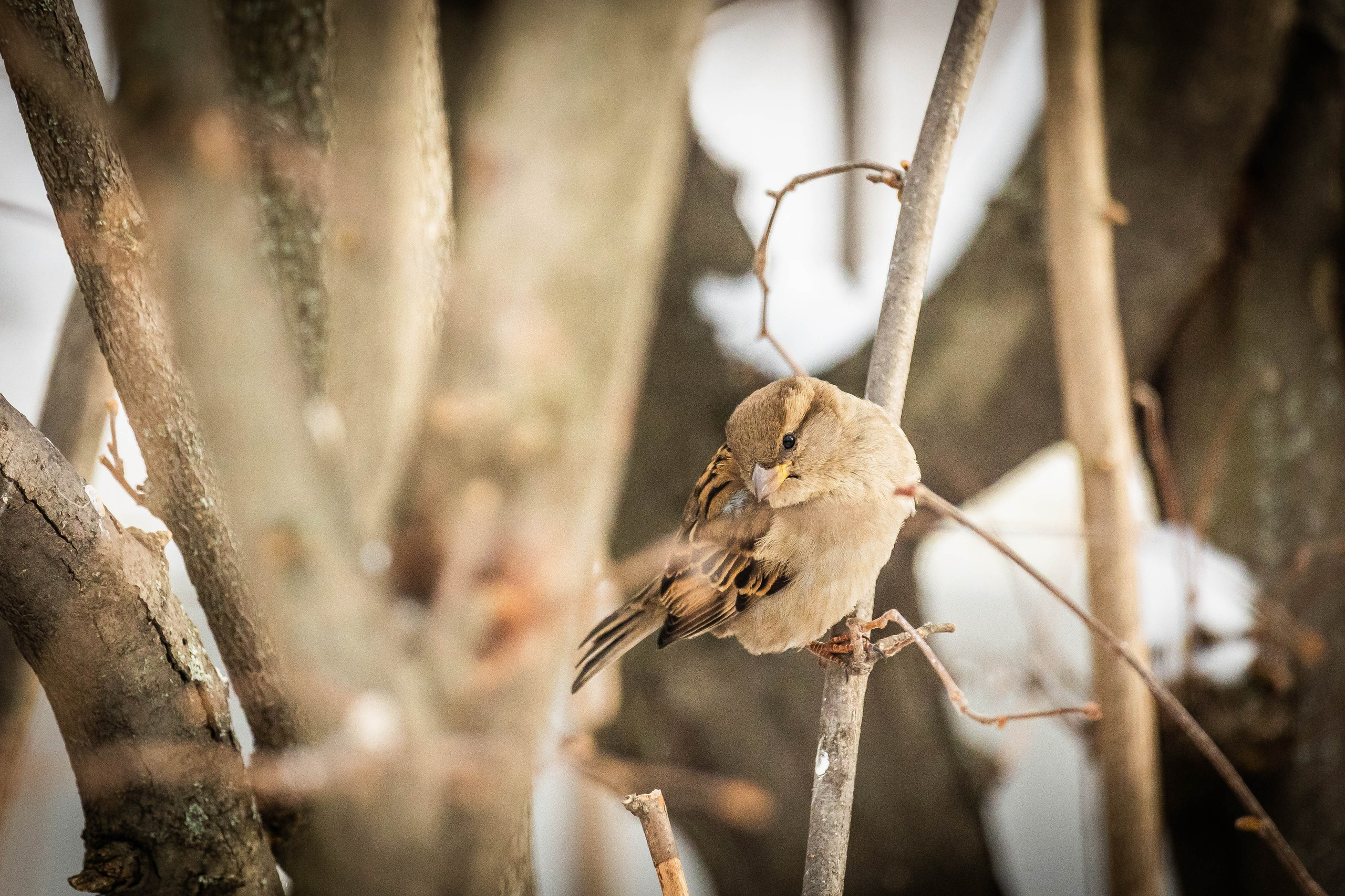 Дикий животный мир. Фотограф-АниМалист Анна Абрамова