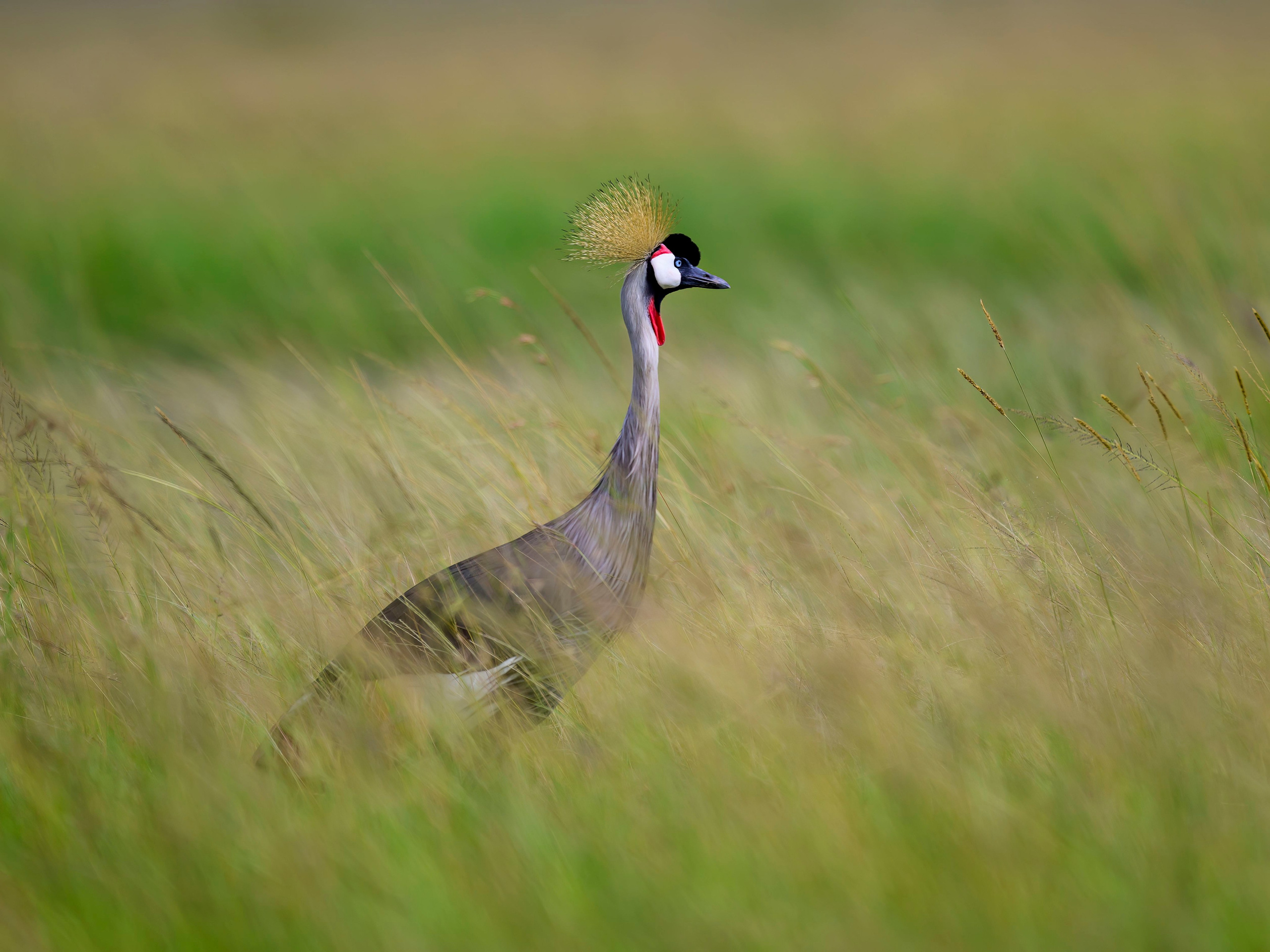 Кения. Wildlife photography by Sergey Puponin