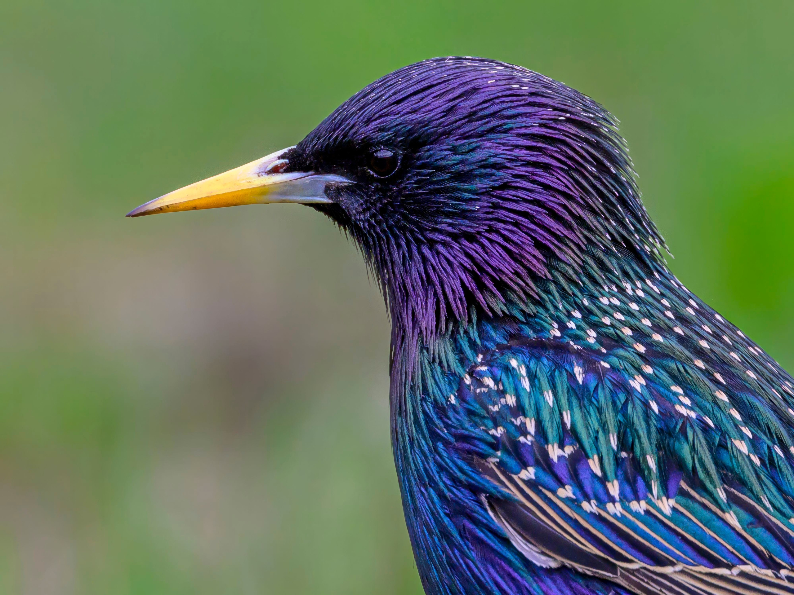 Лысуха. Wildlife photography by Sergey Puponin