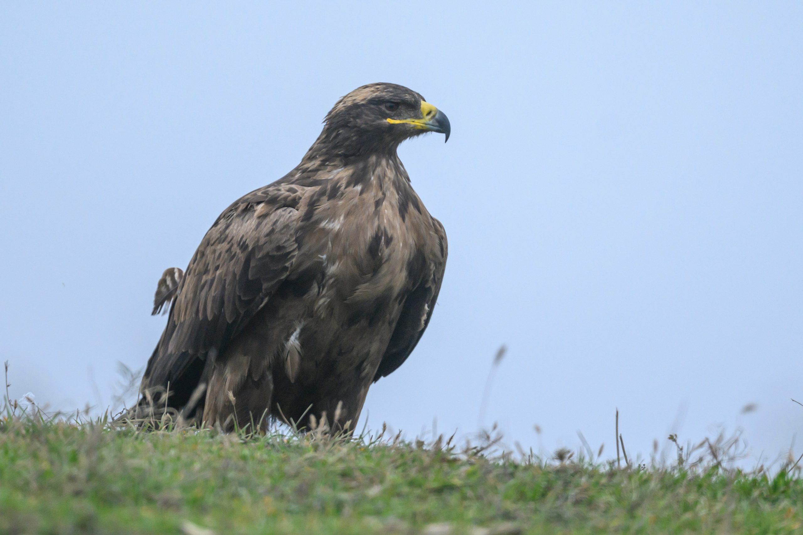 Дагестан. Ноябрь 2025. Фотограф Сергей Пупонин