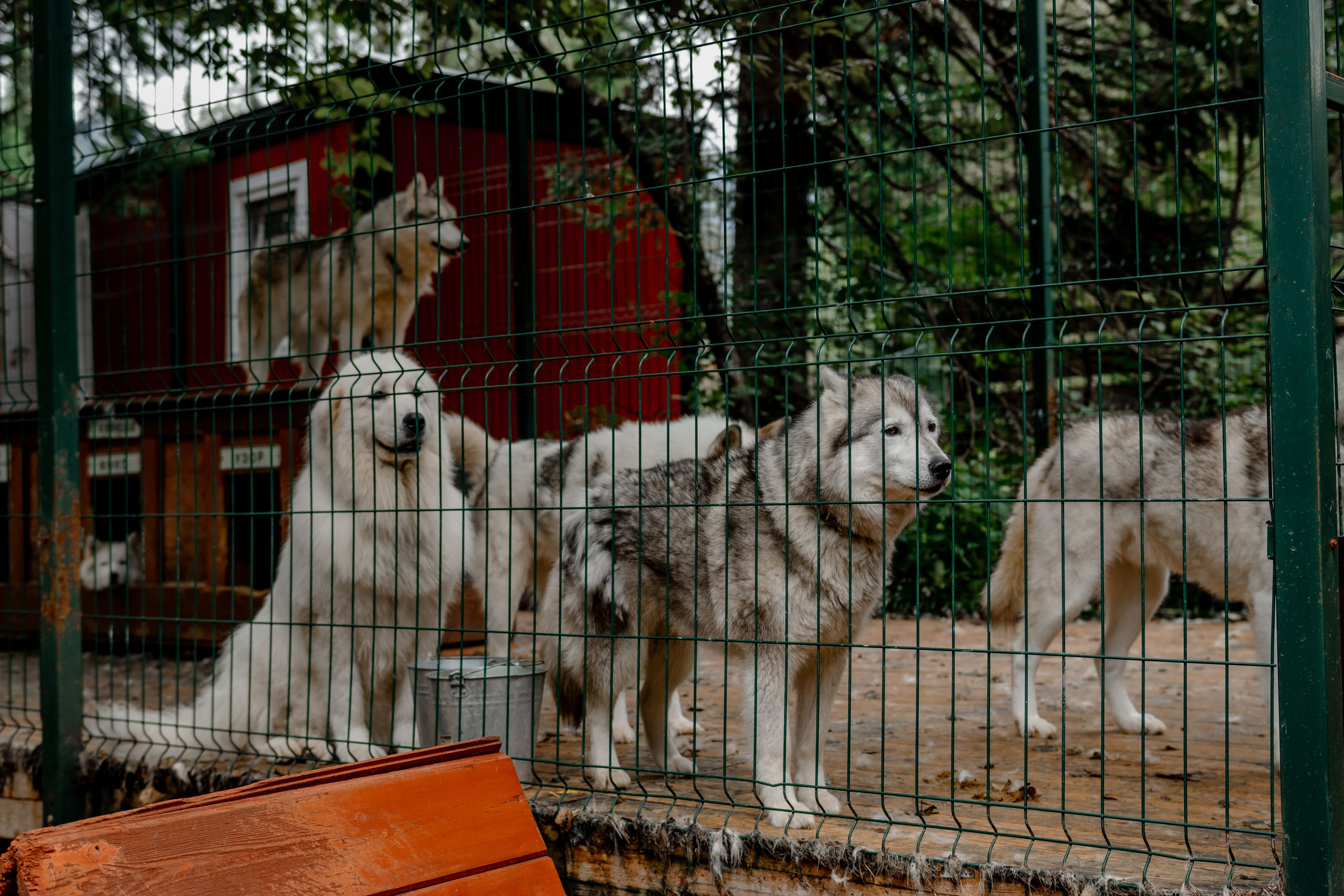 Дог-треккинг