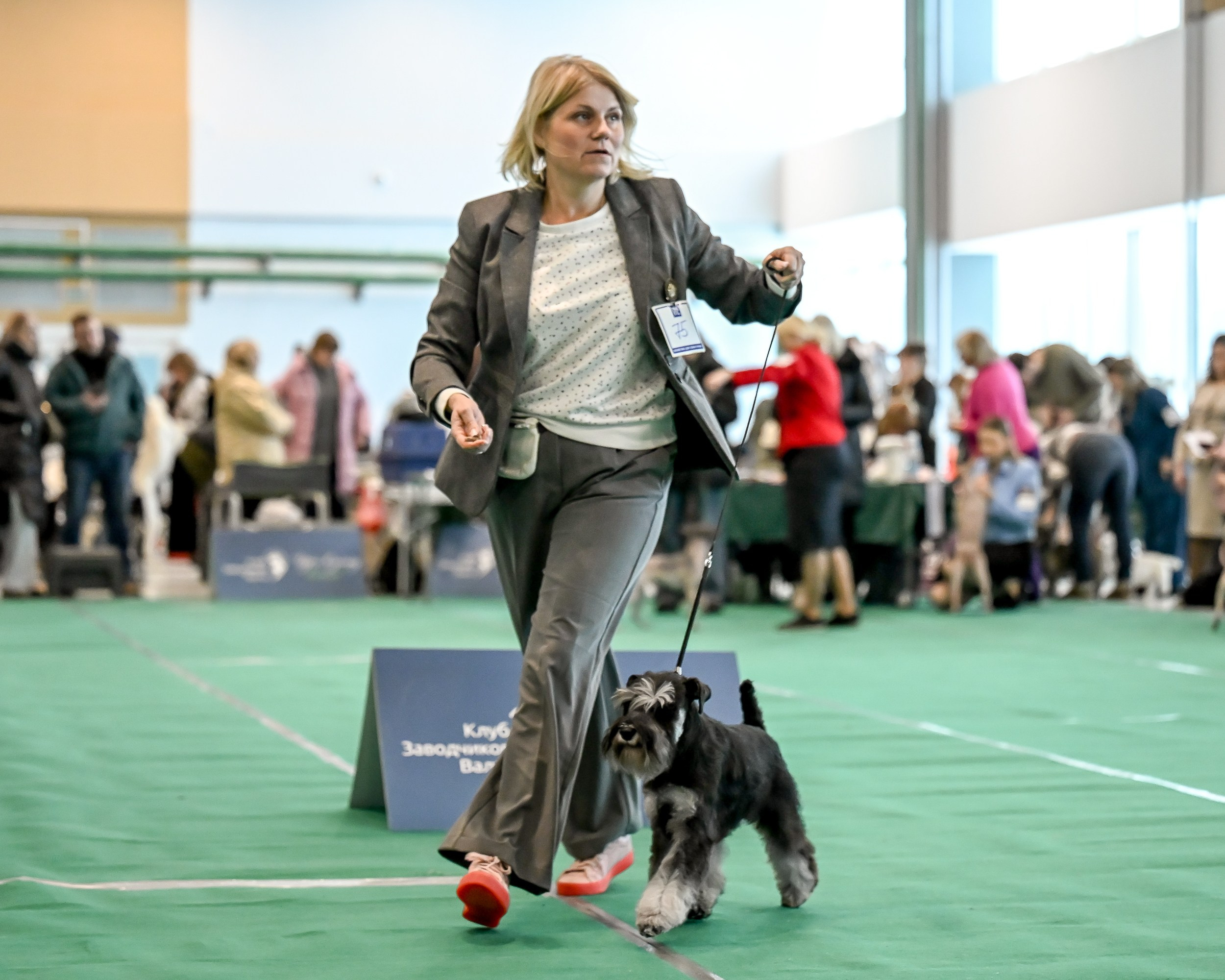 Цафир/ Delinso Balance Сzafir Lumier. Питомник цвергшнауцеров в Беларуси «Делинсо Бэлэнс»