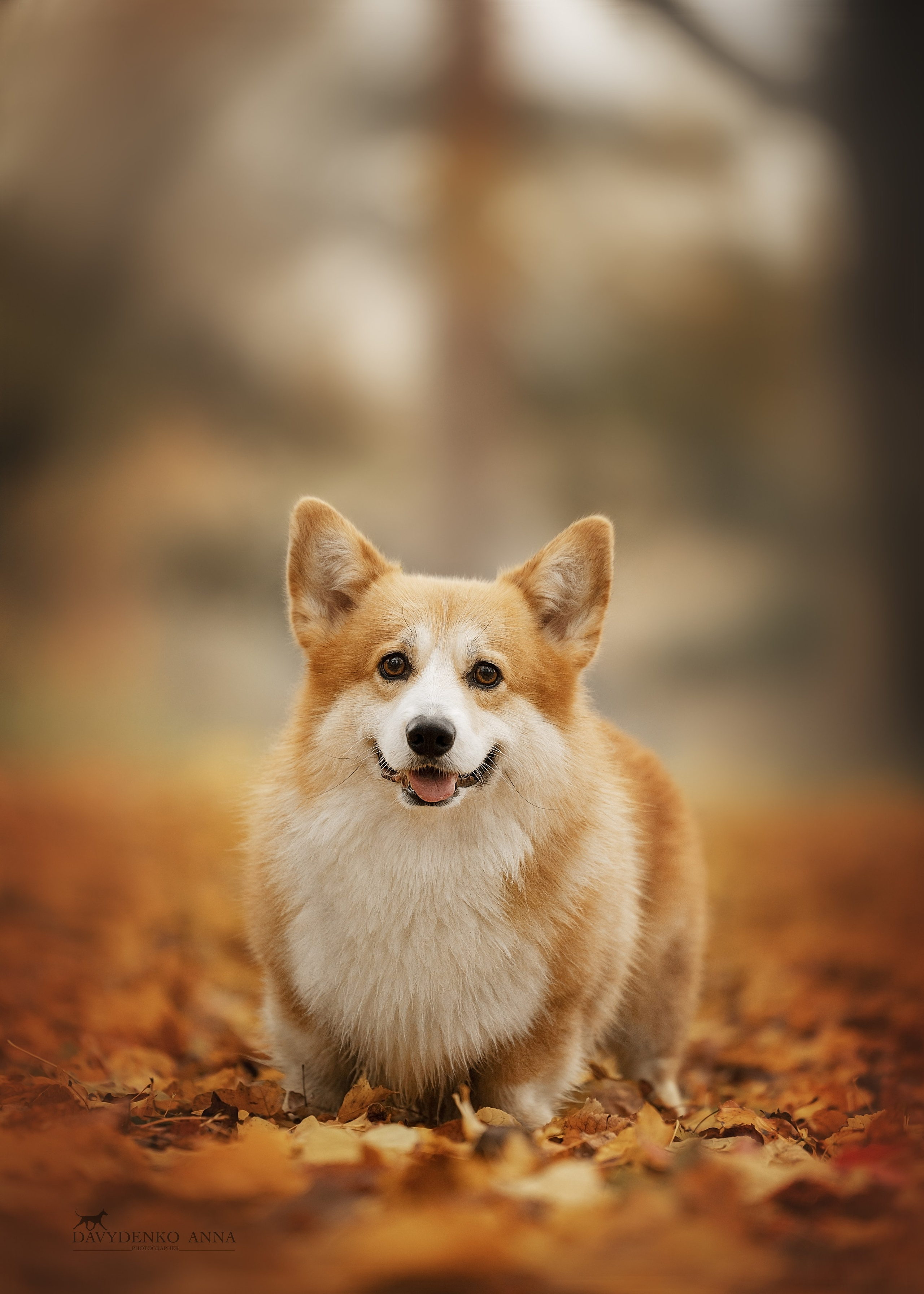  пемброк фотограф анималист краснодар