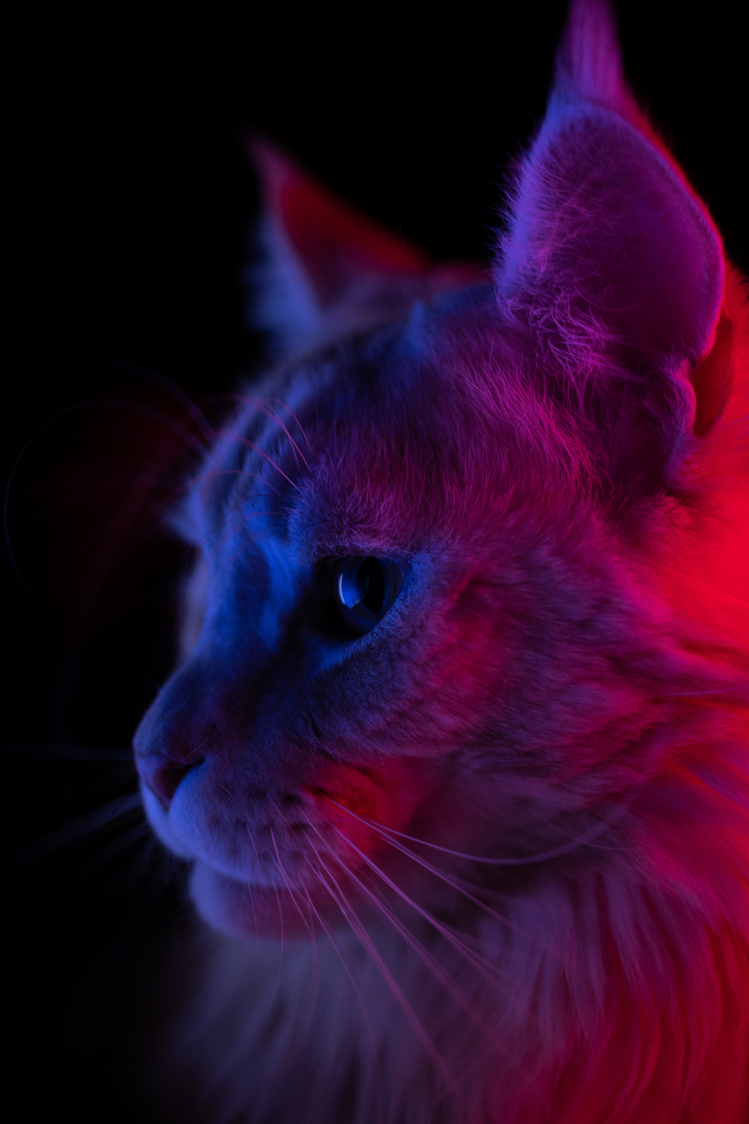 Jpg. Портретный и репортажный фотограф в Санкт-Петербурге