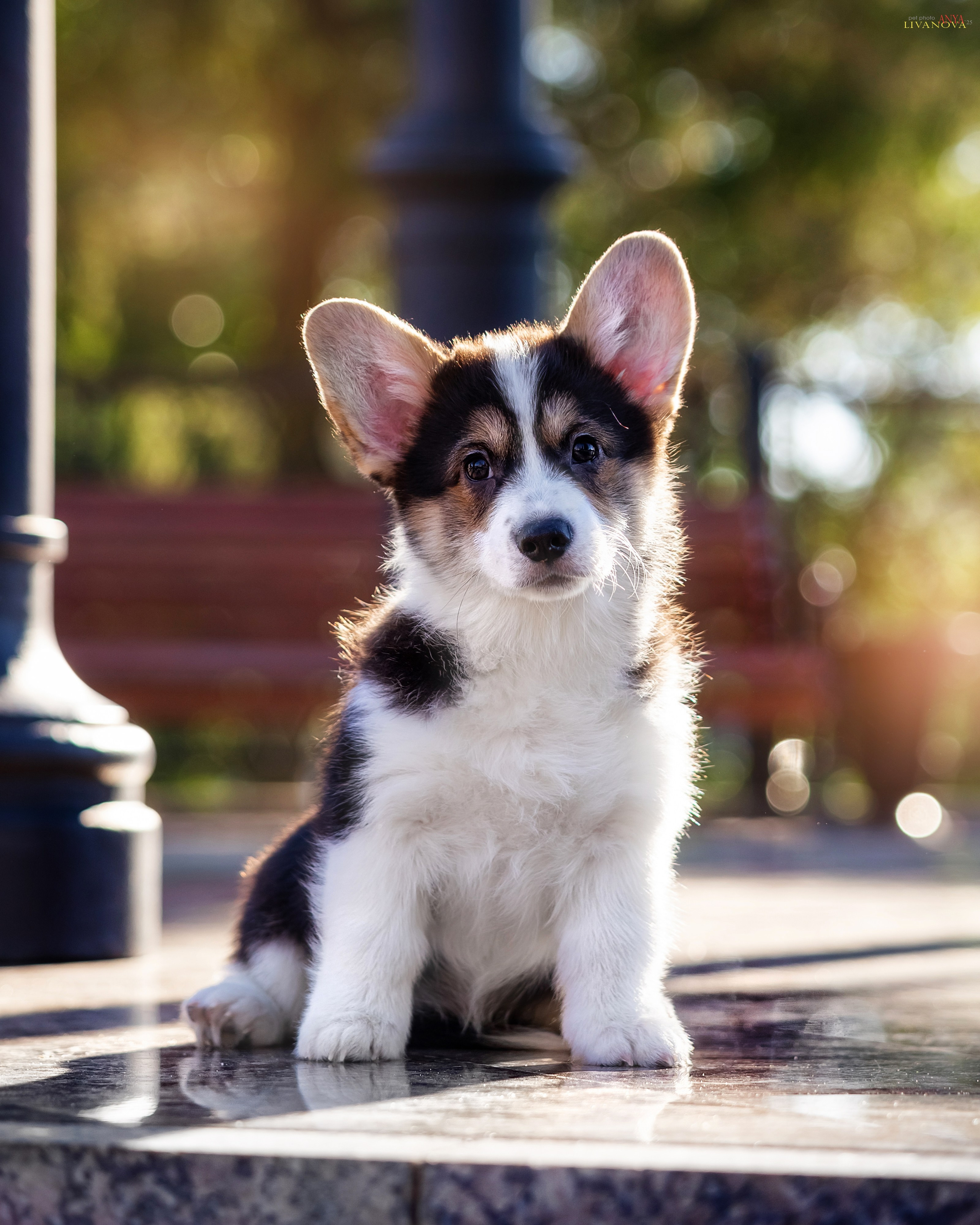 Коржики. Фотограф анималист Аня Ливанова | Рыбинск