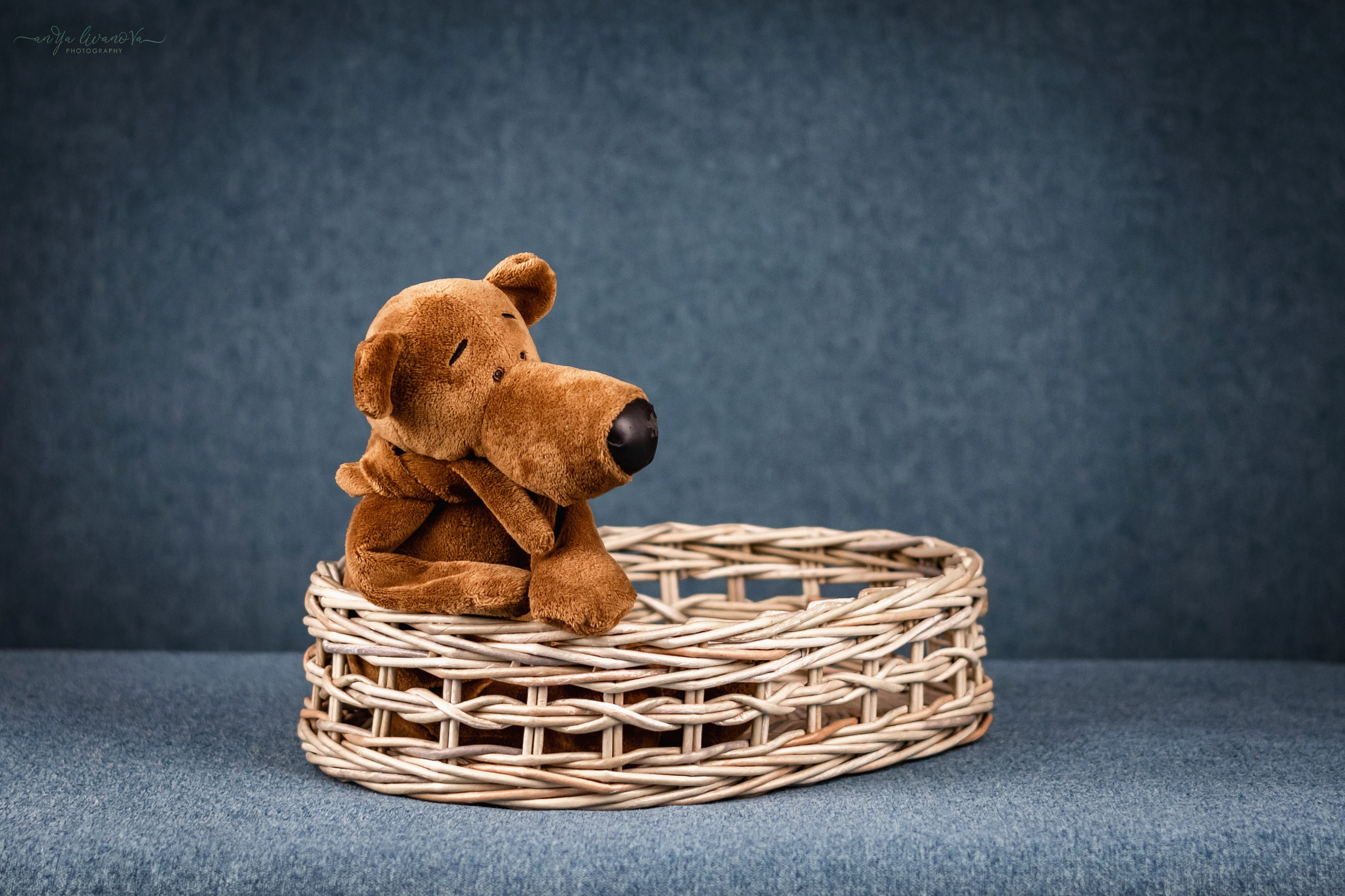 Бирюзовый фон. Фотограф анималист Аня Ливанова | Рыбинск