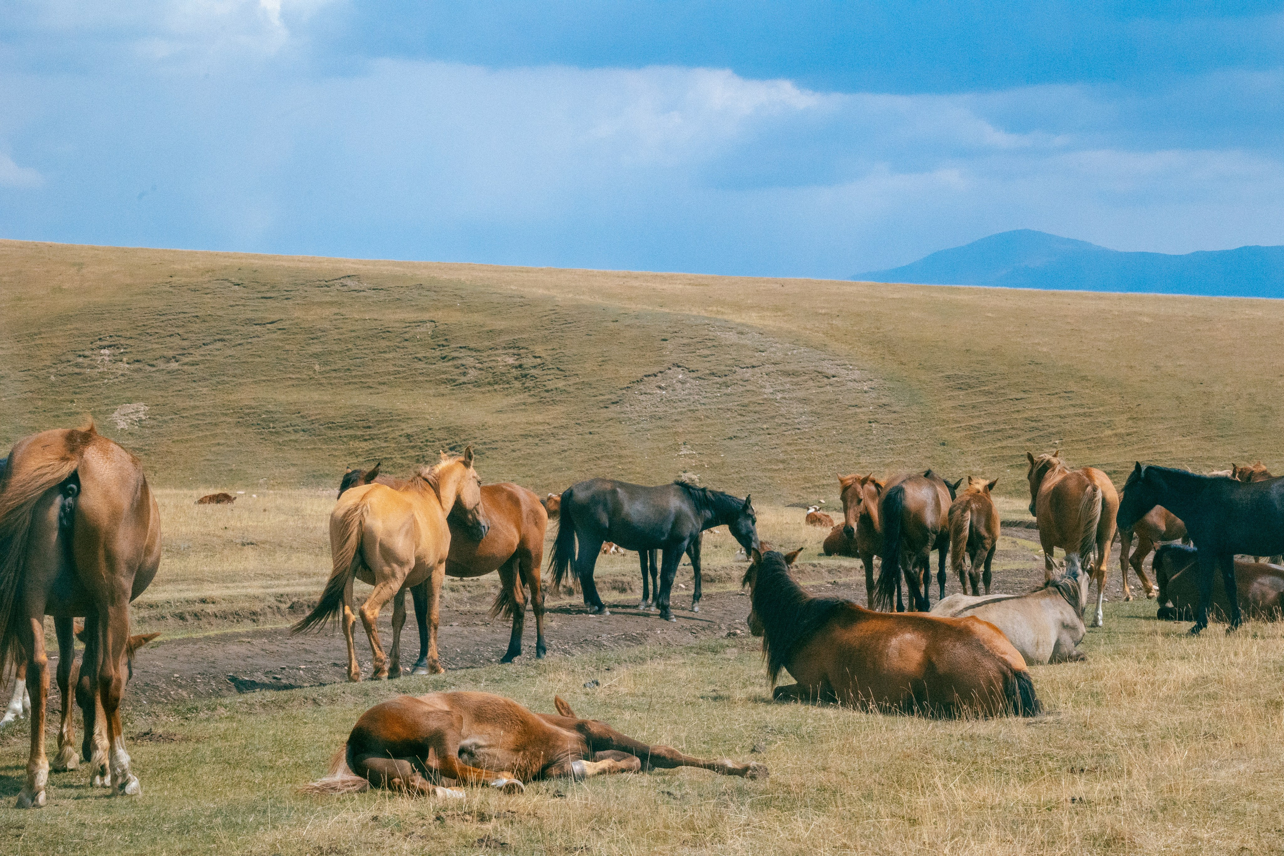 Поездка на плато Ассы и за пределами. Экскурсии и туры по Алматы