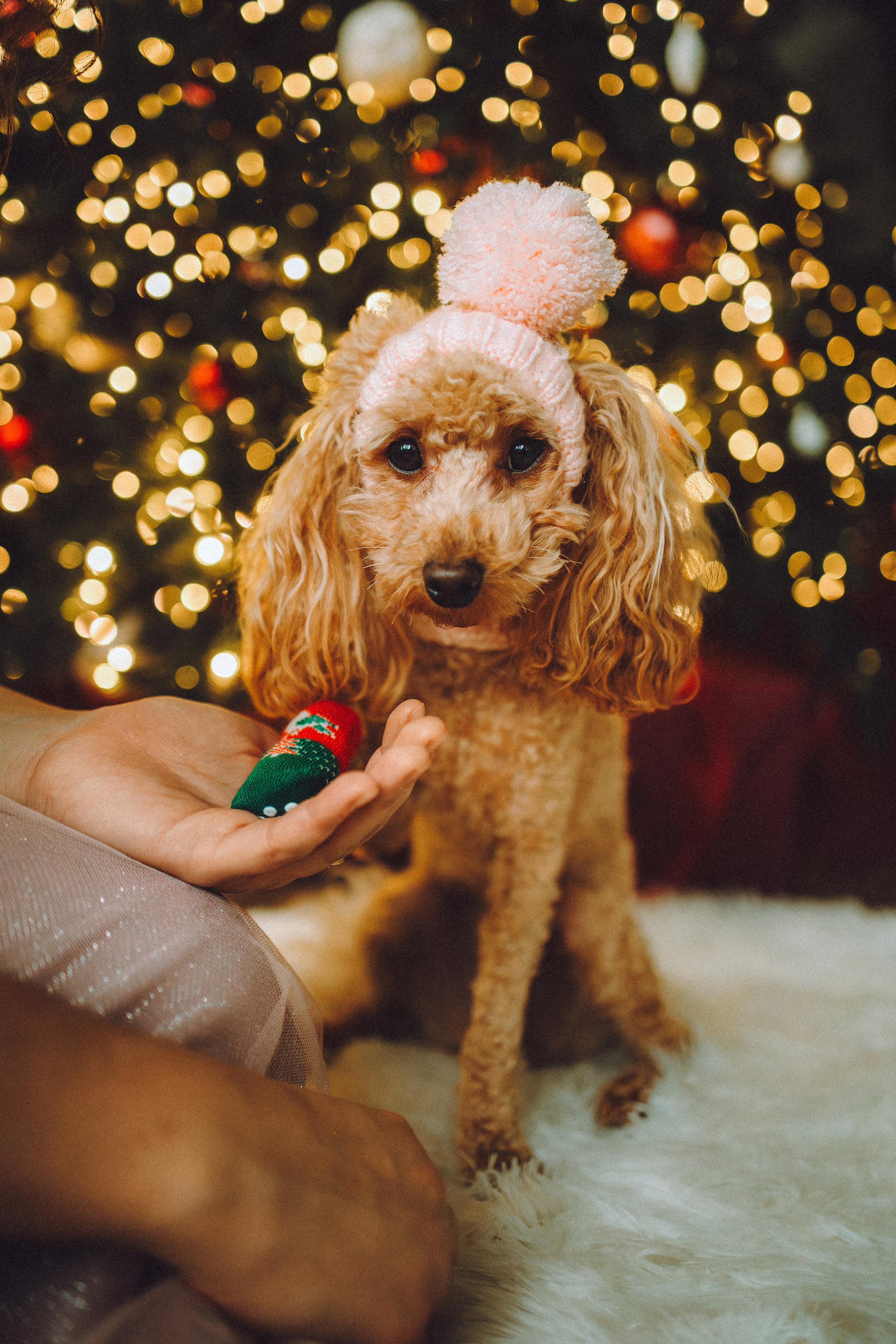 Джули, Шелли и их семья