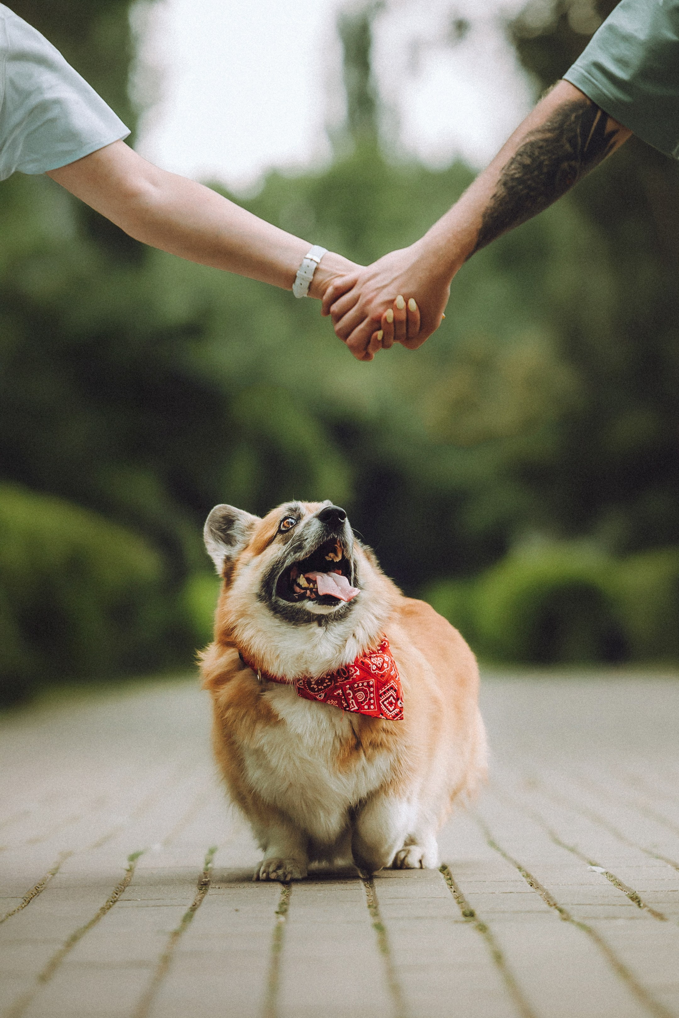 Ира, Леша и Харли