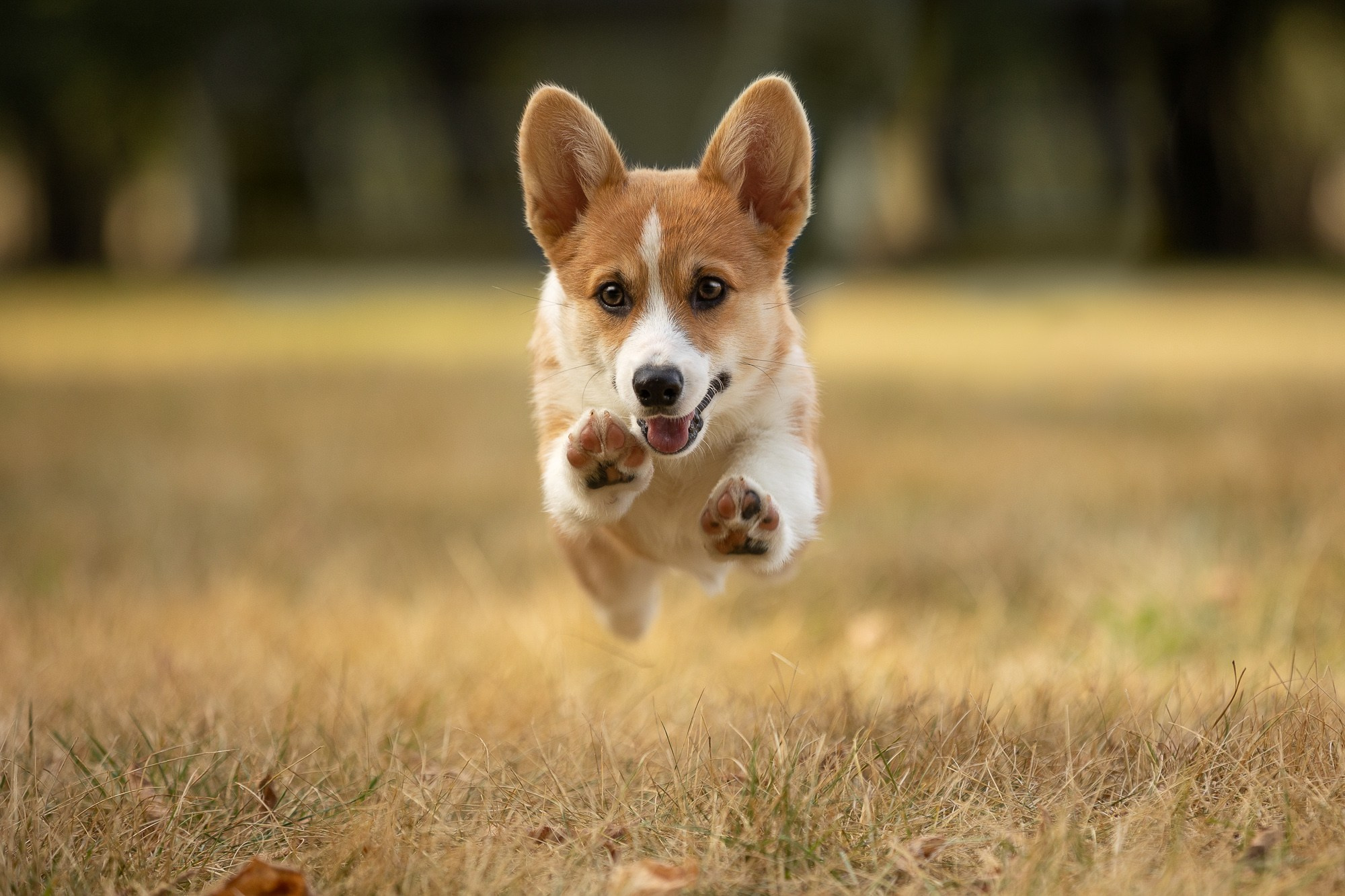 Фотосъёмки щенков. Фотограф-анималист Natalia Deingel | Фотосъемка собак в Москве