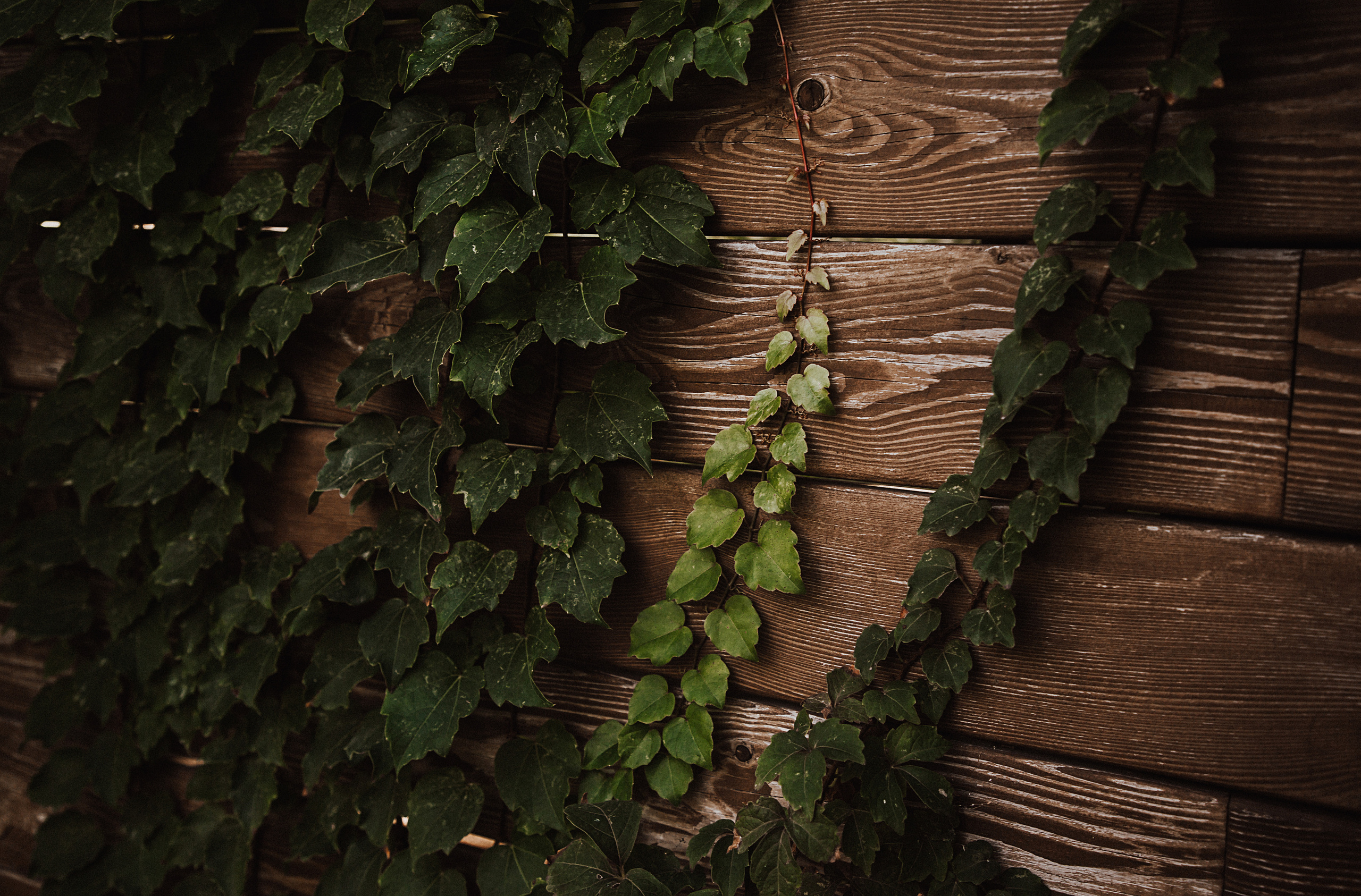 Зелень. Свадебный и семейный фотограф/видеограф в Краснодаре Наталья Осинская