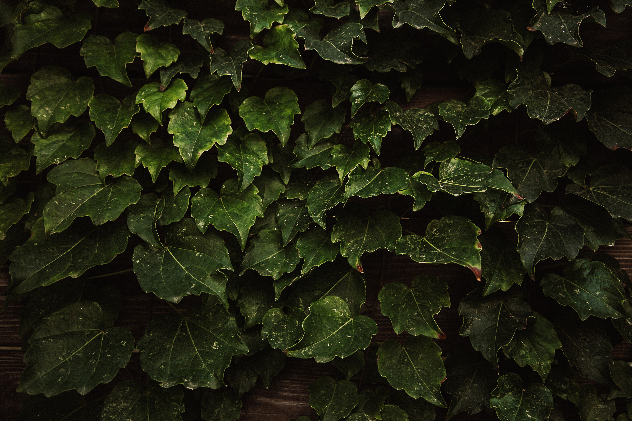 Зелень. Свадебный и семейный фотограф/видеограф в Краснодаре Наталья Осинская