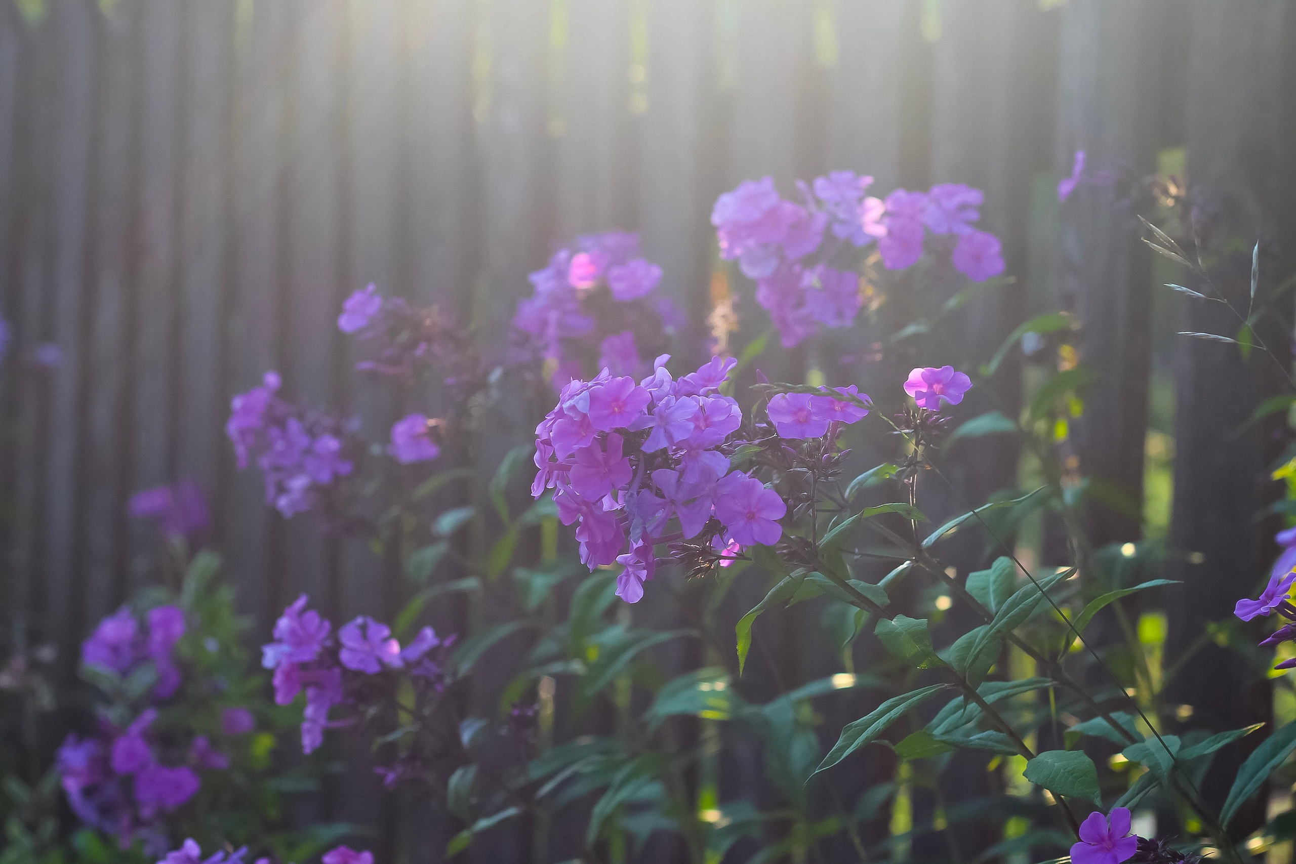 Природа. Polyframe