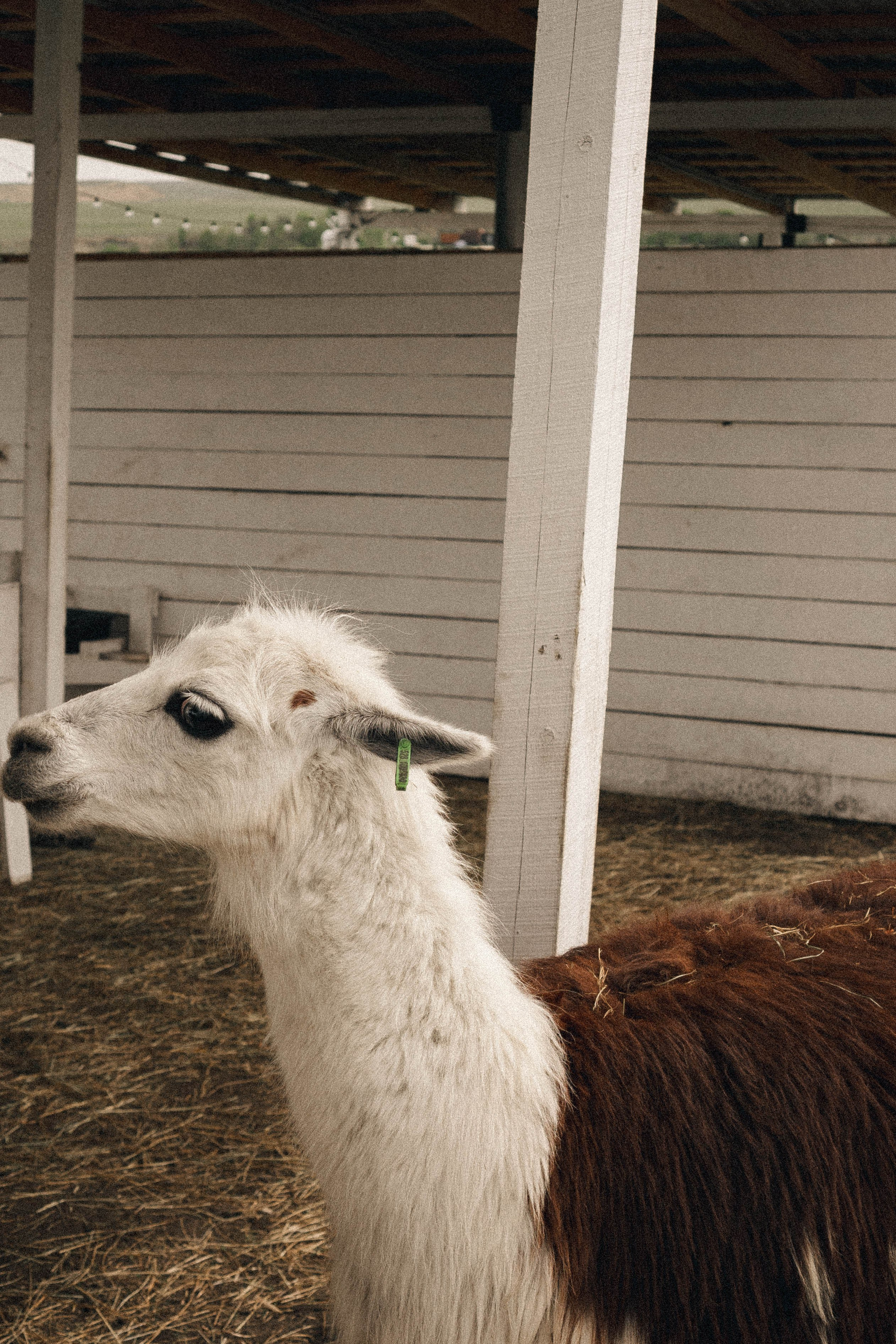 Ферма Альпак. Профессиональный фотограф, Санкт-Петербург — Виктория Богомолова