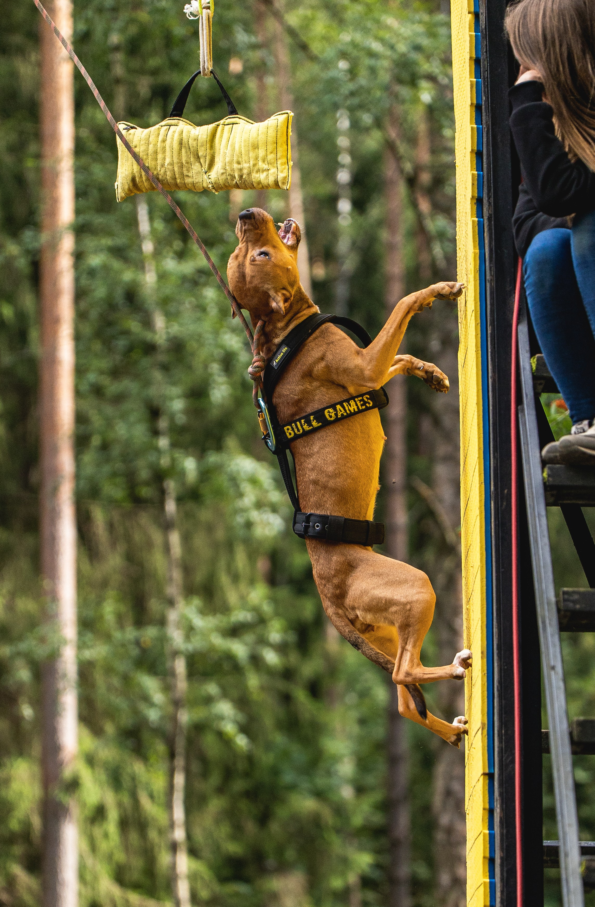 Питстафф-многоборье. Фотограф для людей и их питомцев Вика Шальнева