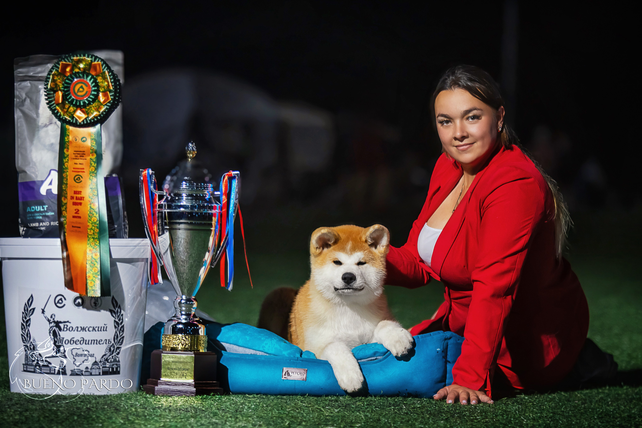 АКИТА. Kawaii Kuma питомник собак пород Корги пемброк, Акита ину, Сиба