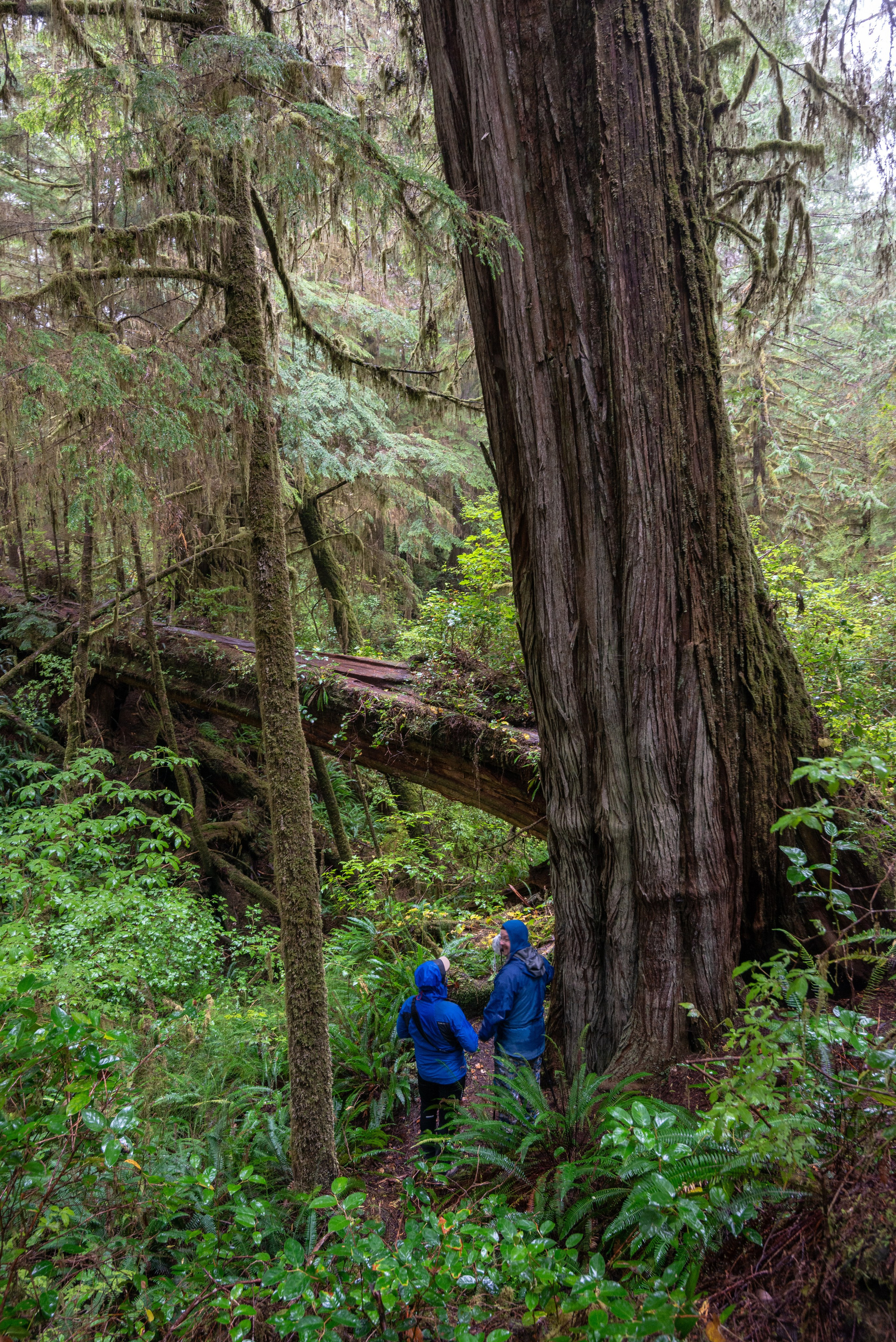 Осень в Канаде. Пейзажный фотограф Сергей Пестерев. Фото природы