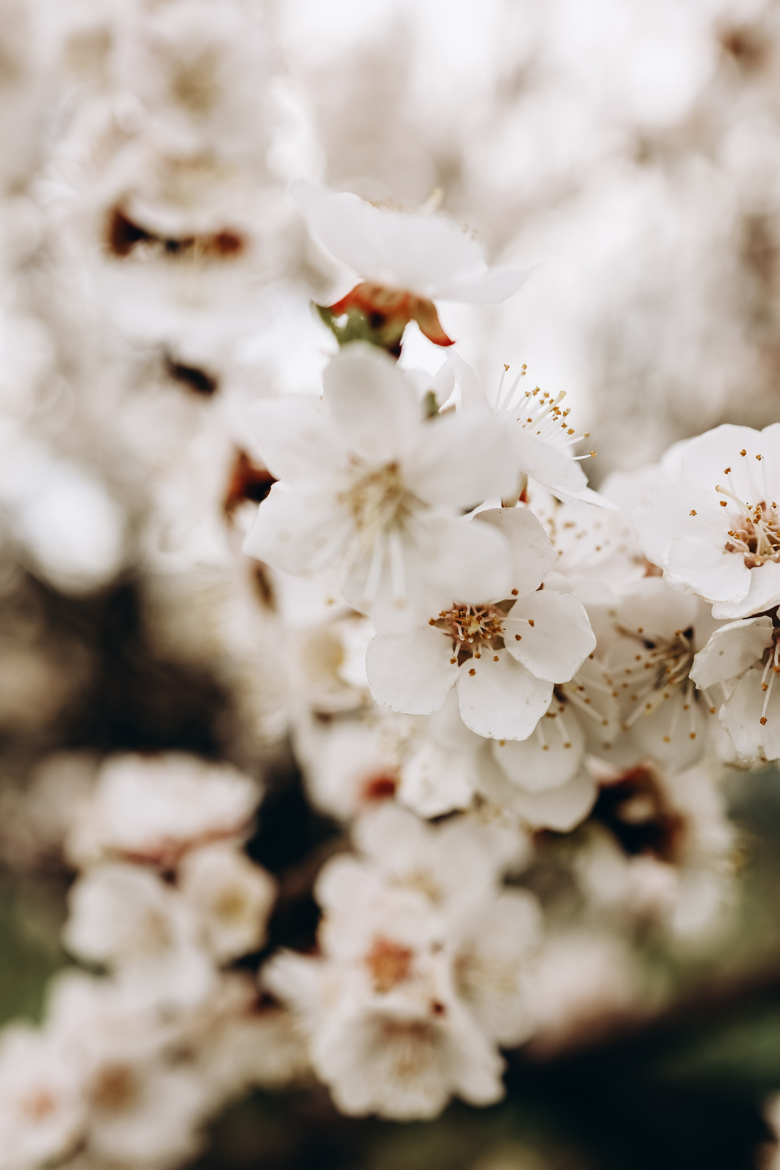 Снежана. Свадебный и семейный фотограф в Воронеже Ксения Воротникова