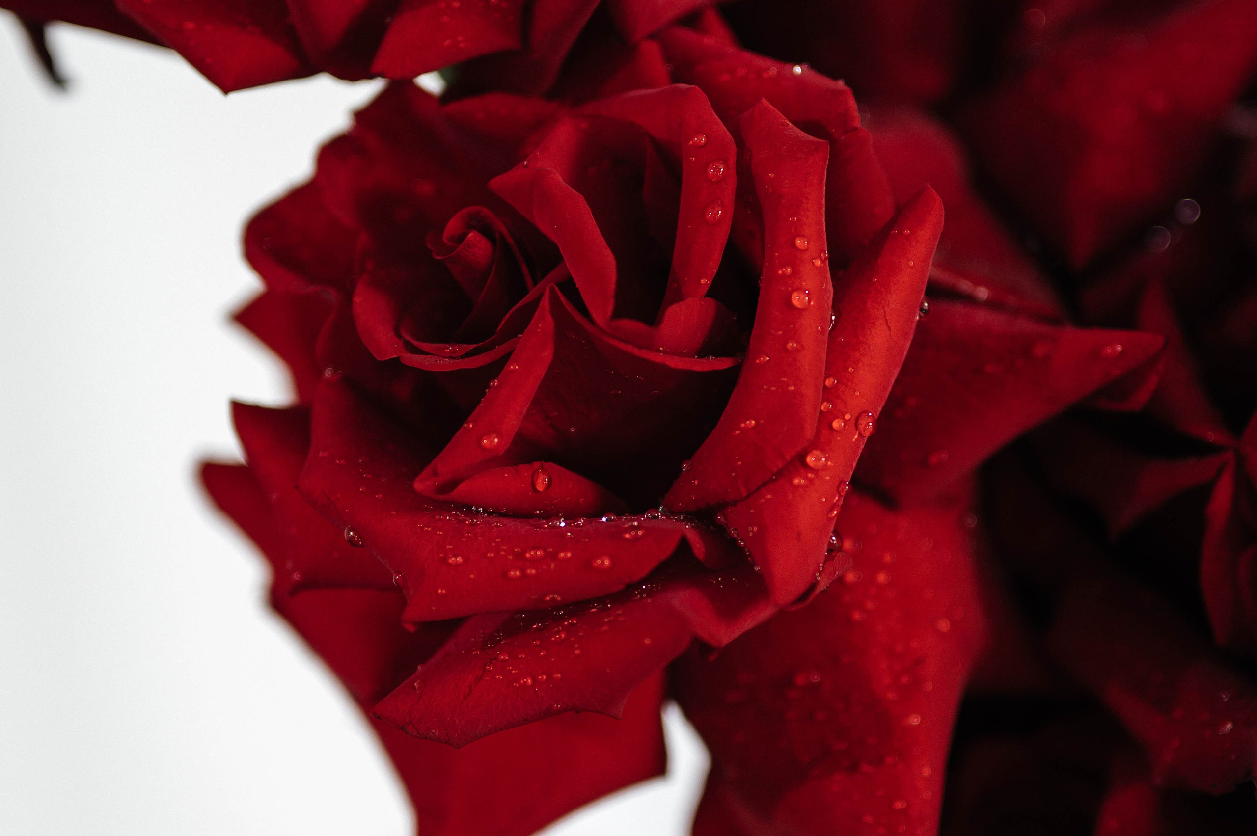 Алексей и Анастасия. Свадебный и семейный фотограф в Красноярске Виктория Тимонина