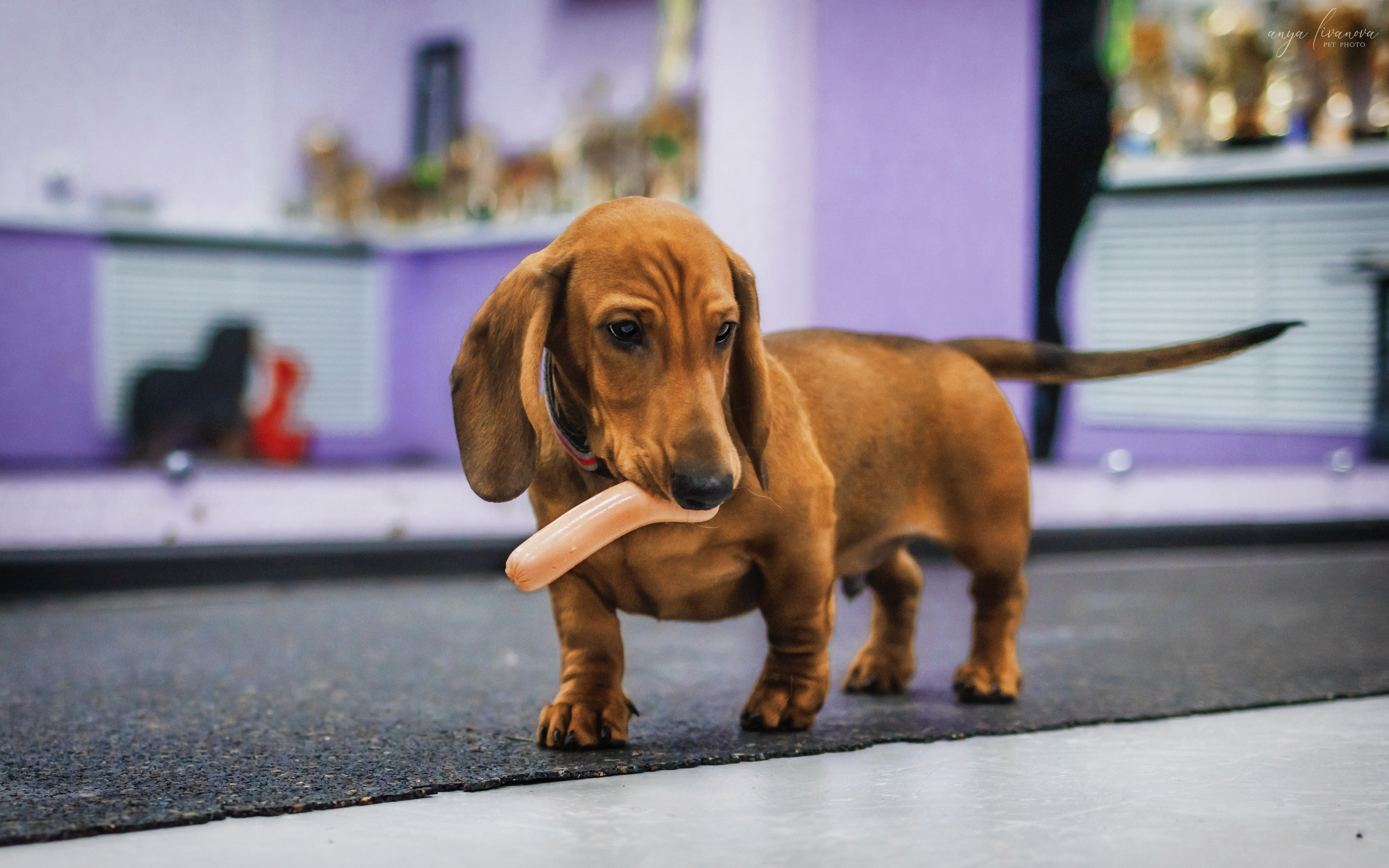 НГ конкурсы в «Simply the Best». Фотограф анималист Аня Ливанова | Рыбинск
