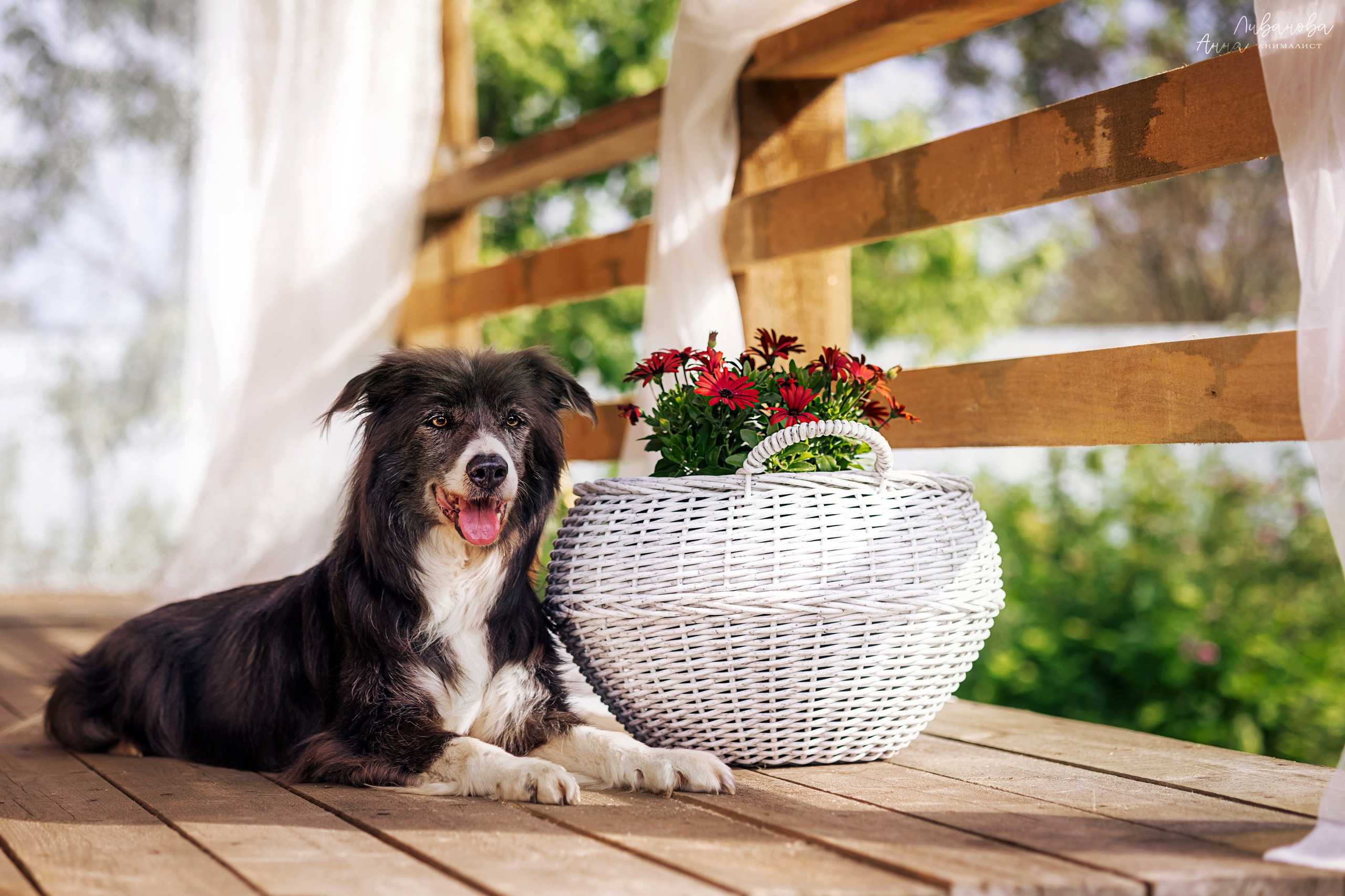 Рита и Ко. Фотограф анималист Аня Ливанова | Рыбинск