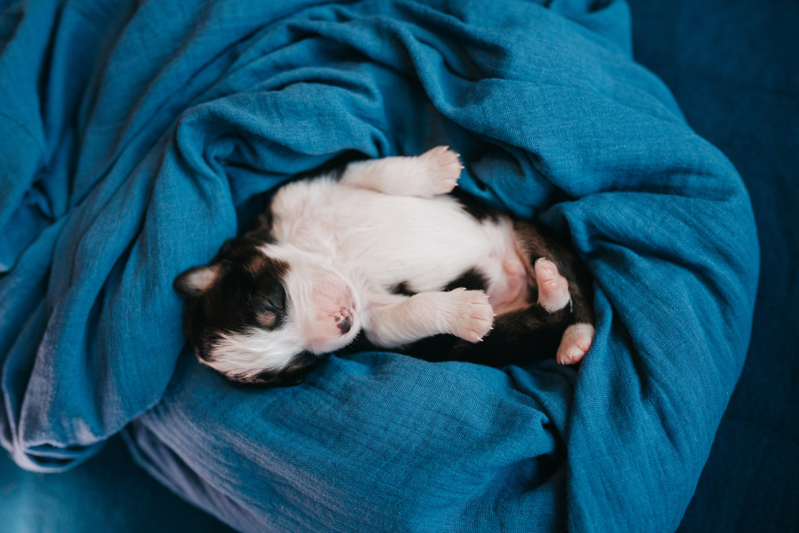 Аусси. Фотограф анималист Осипчикова Мария