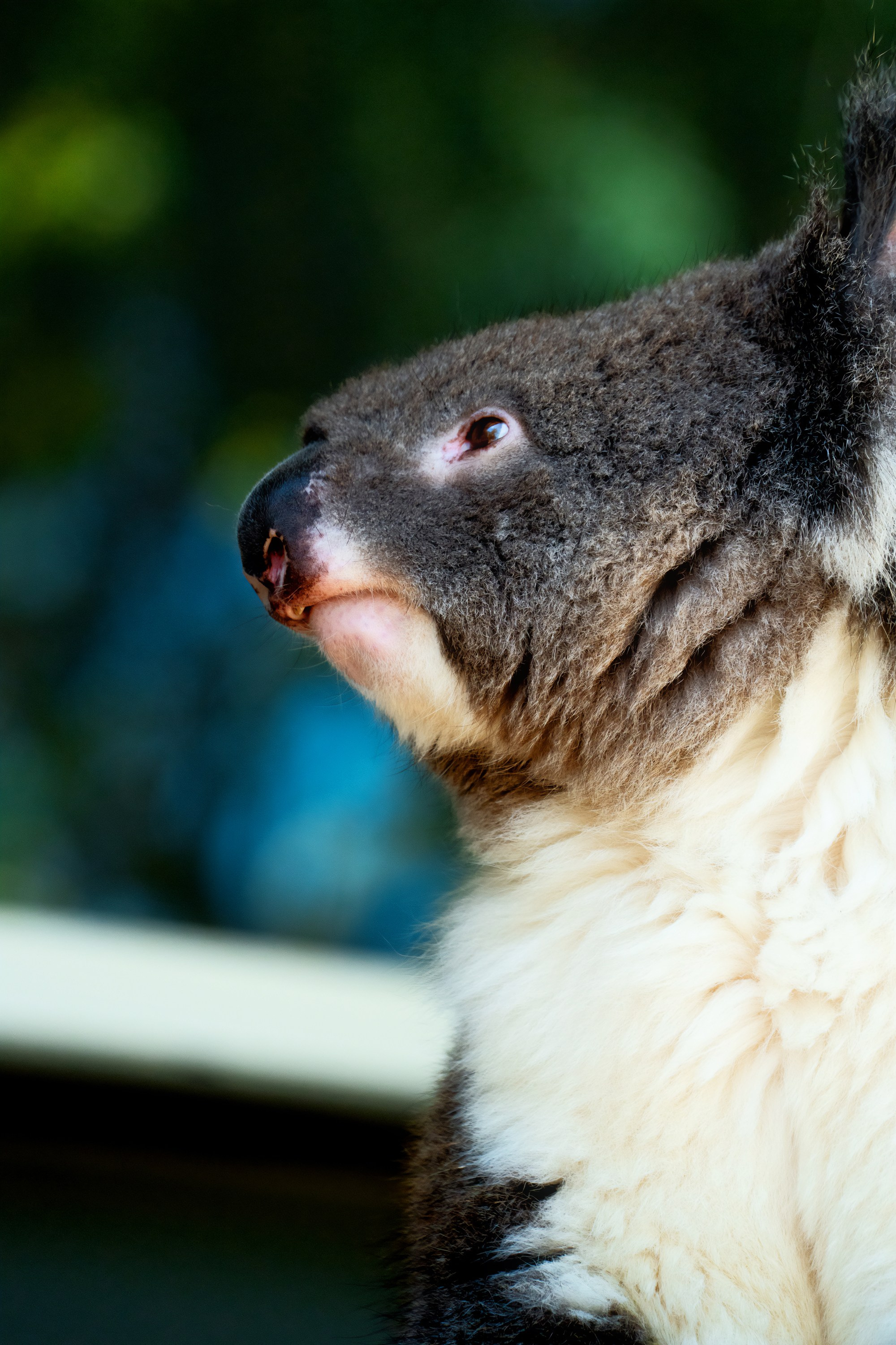 Австралия. Фотограф в Хабаровске. Фотография за 24 часа