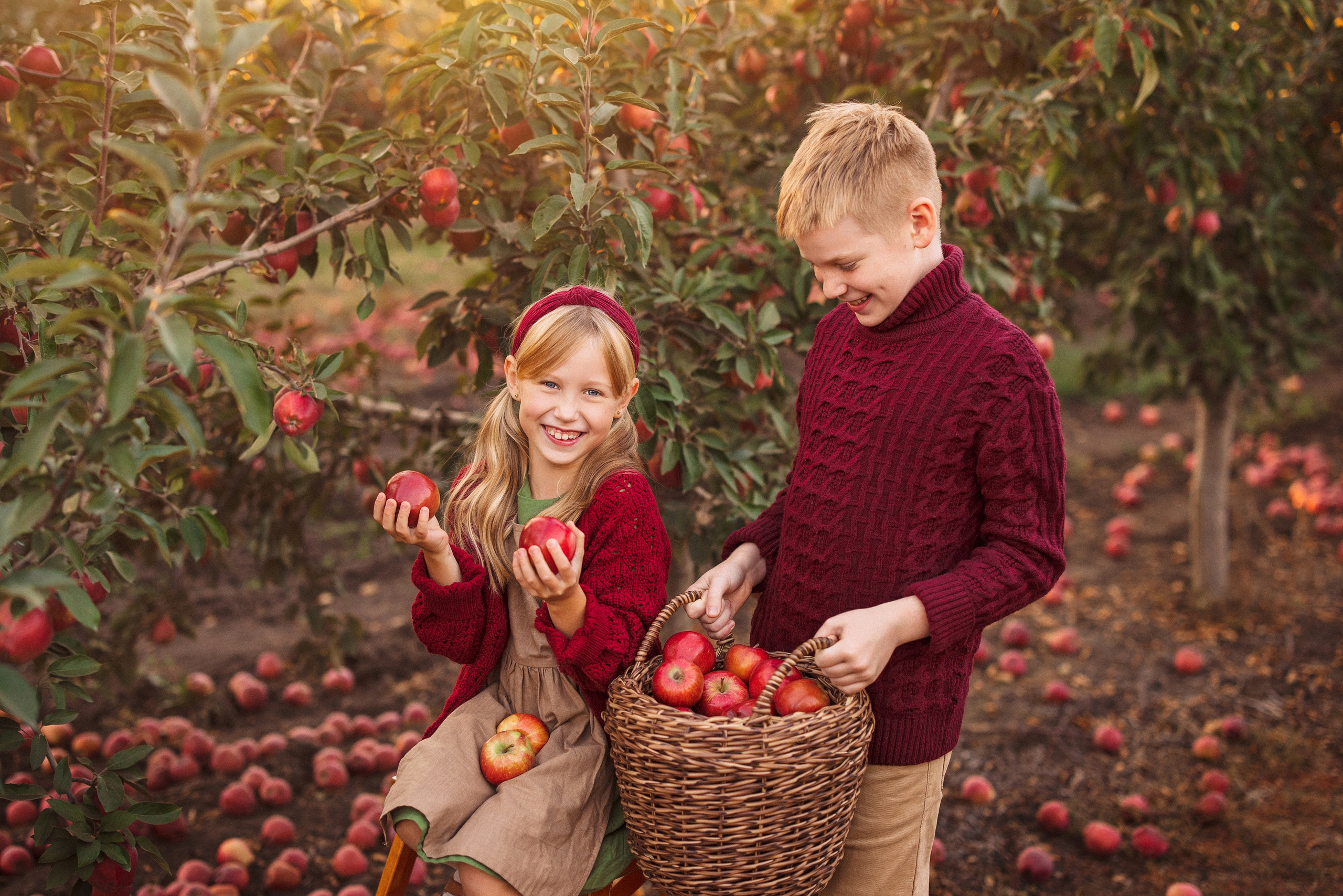 Сбор урожая Яблок. Семейный и детский фотограф в Краснодаре Анна Трашкова