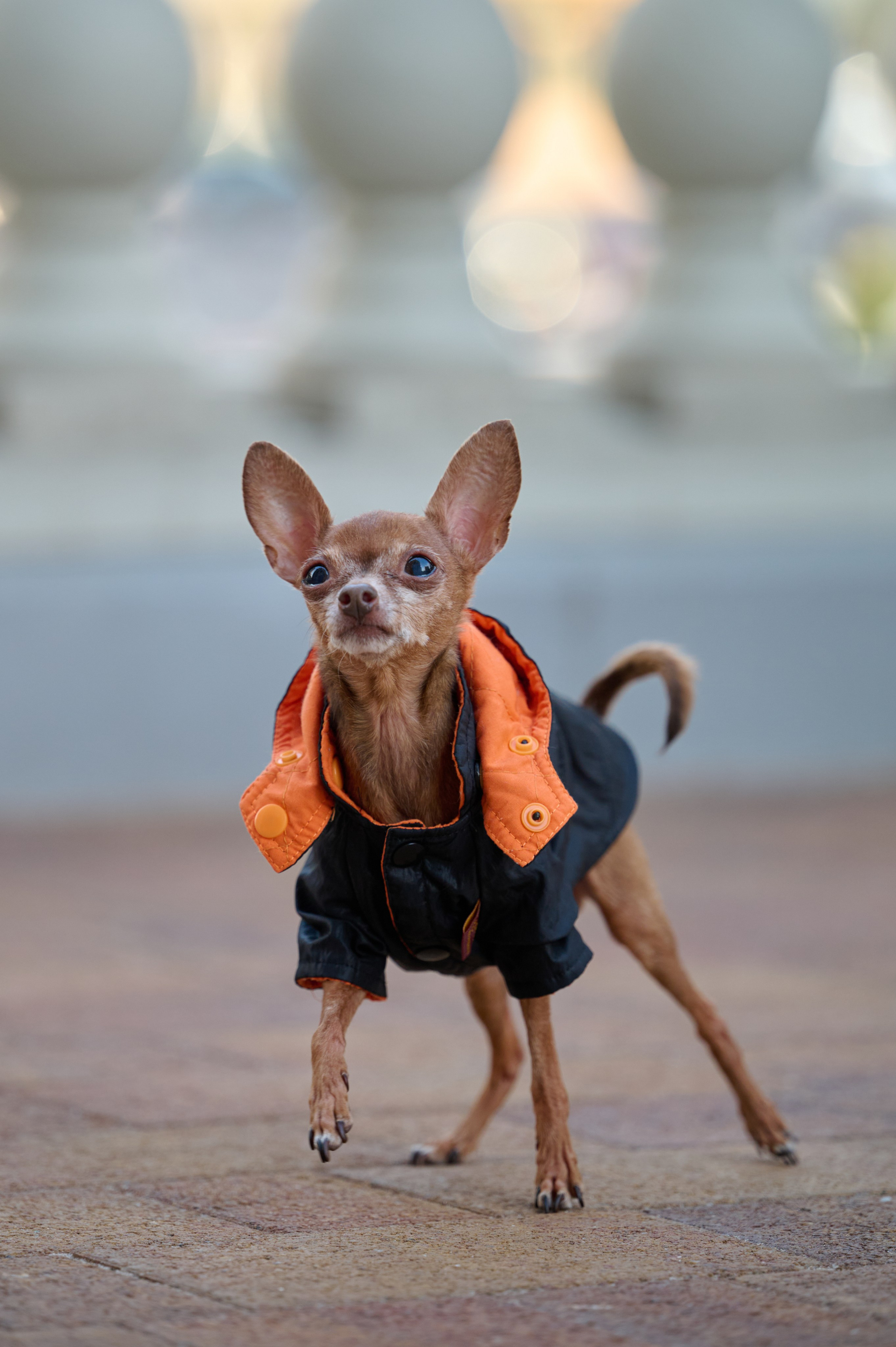 Ренита и Егор с Фокси и Пени. Фотограф анималист в Казани Алина Сулейманова. Фотограф животных