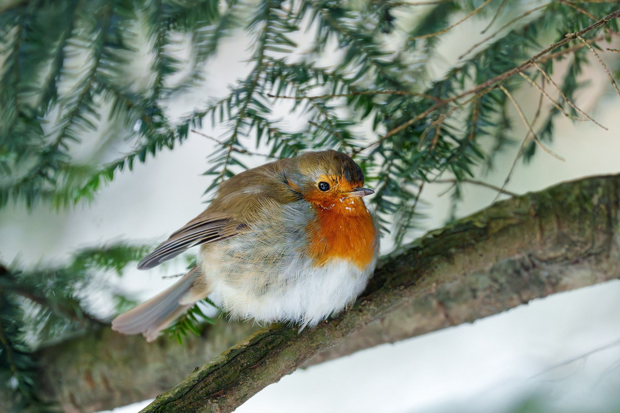 Удивительные мир птиц. Вокруг нас столько прекрасного — присмотритесь!. Ваш личный фотограф Марина Волкова