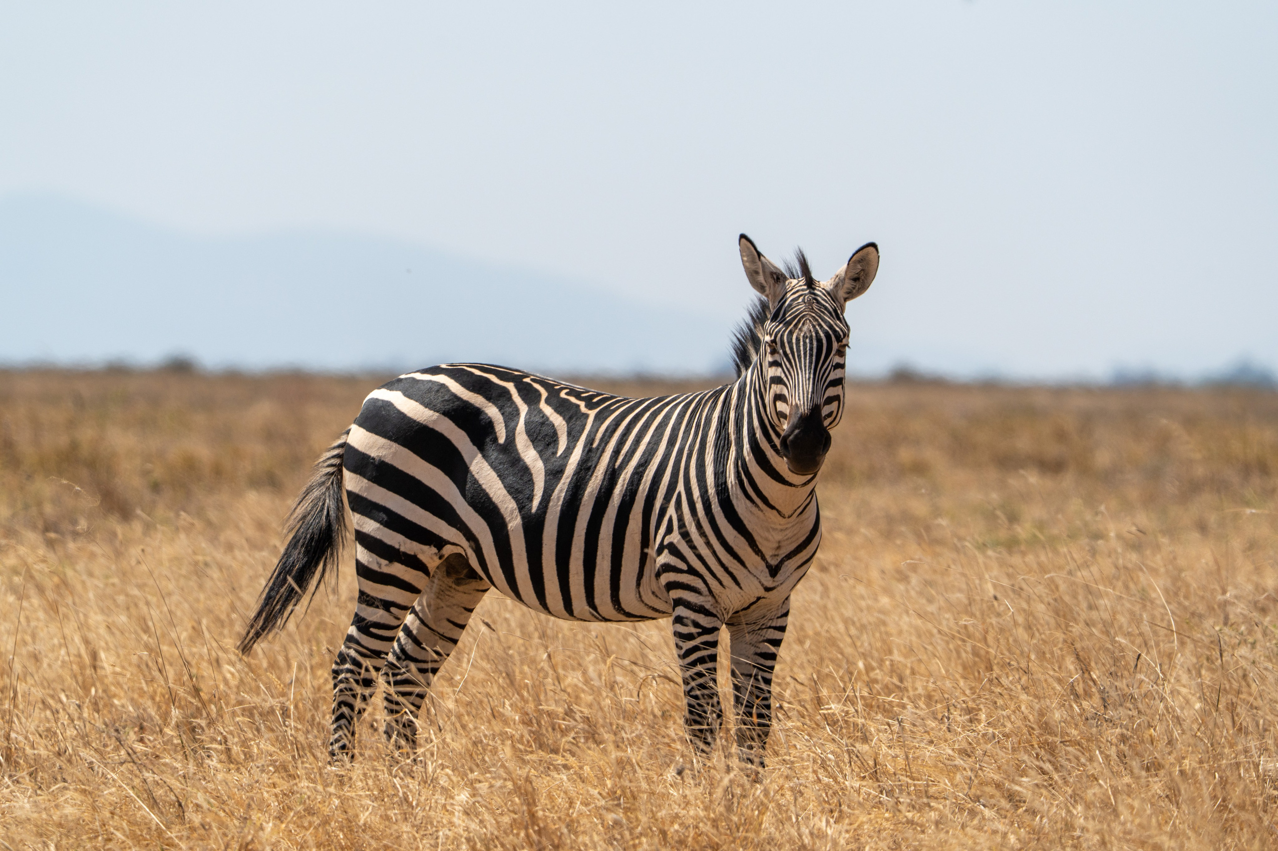 Танзания, сафари, 2025. Творческие сьемки