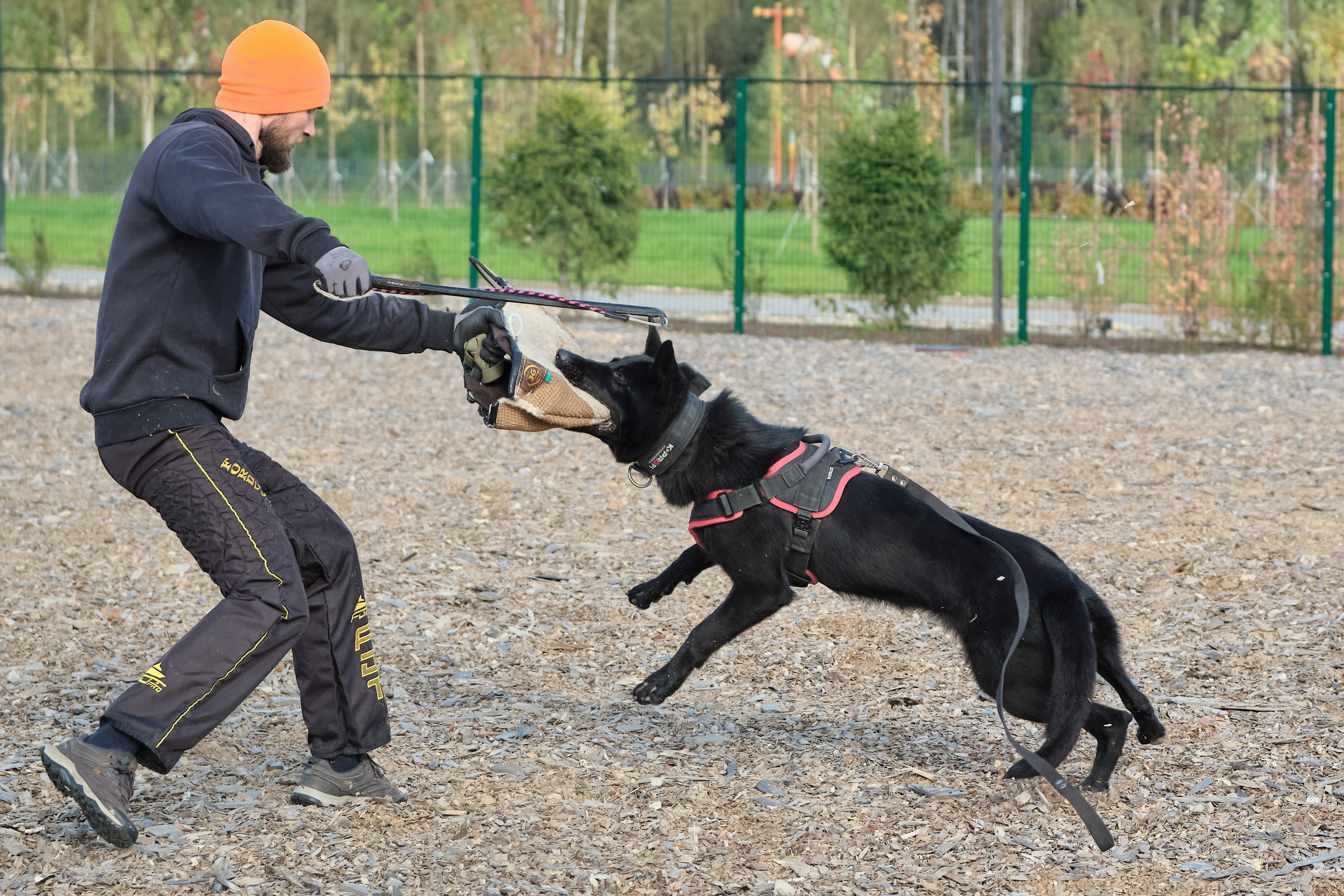 Фотосъемка немецких овчарок, фотосъемка тренировки рабочих собак, фотограф анималист, фотосъемка сдачи ЗКС, igp